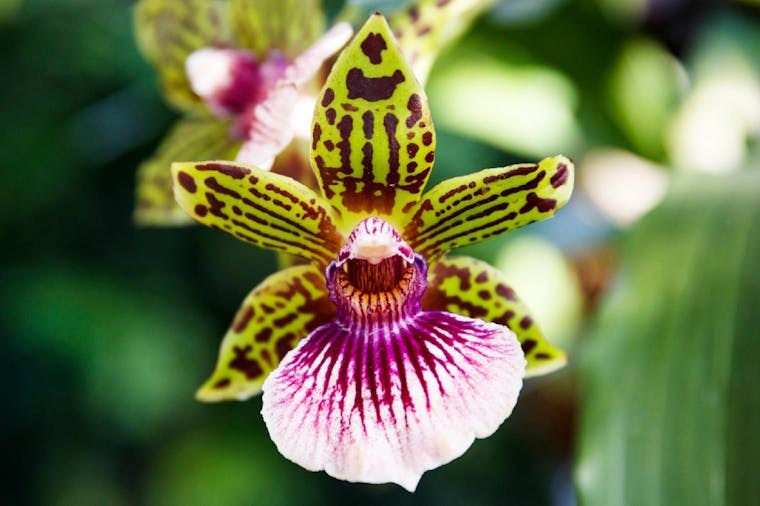 Millicent Orchid Society Show