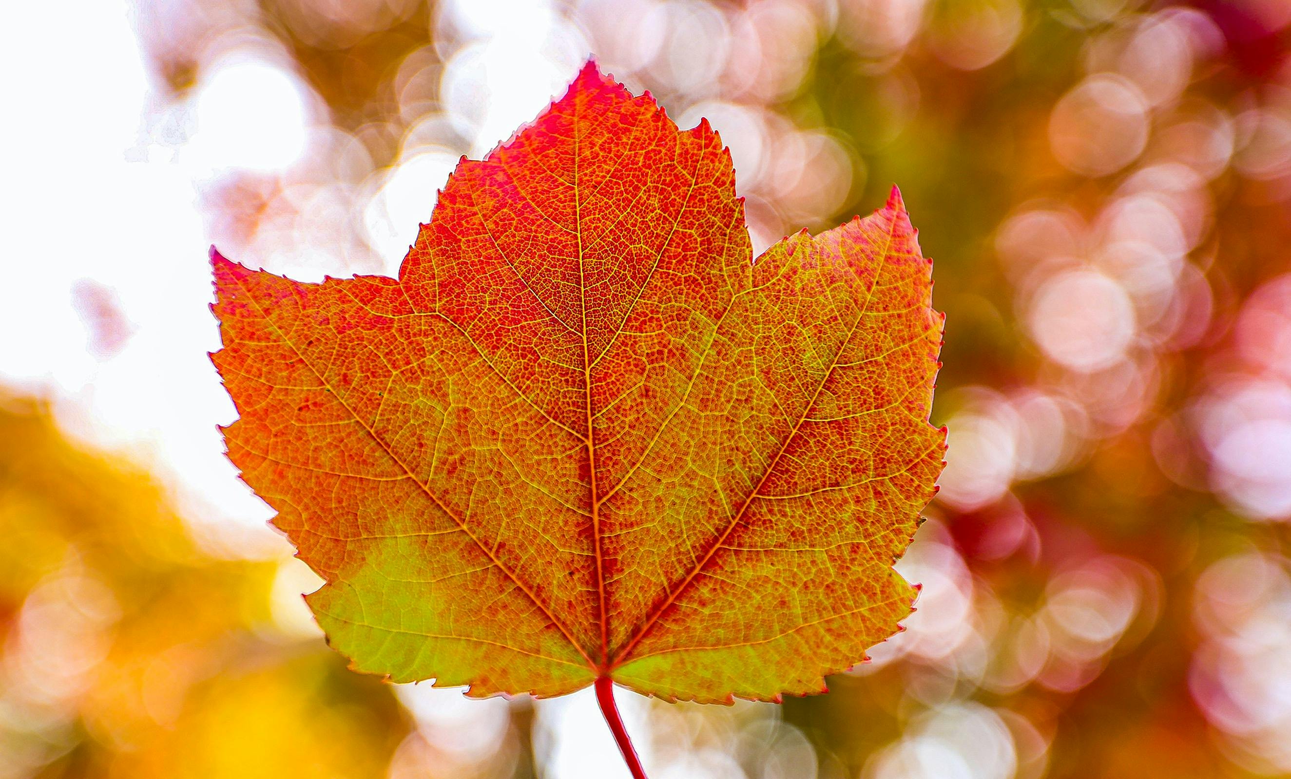 Autumn in Stirling SA