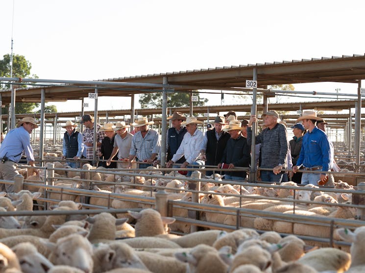 Over a million sheep are sold at Wagga Wagga livestock saleyards each year. Cattle are also sold.