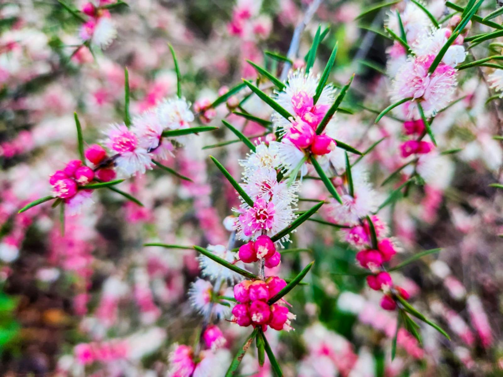 Wildflowers, John Forrest National Park