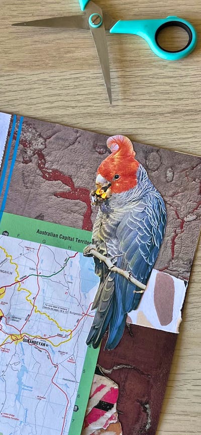 A photograph of the corner of a collage with birds, maps and mushrooms