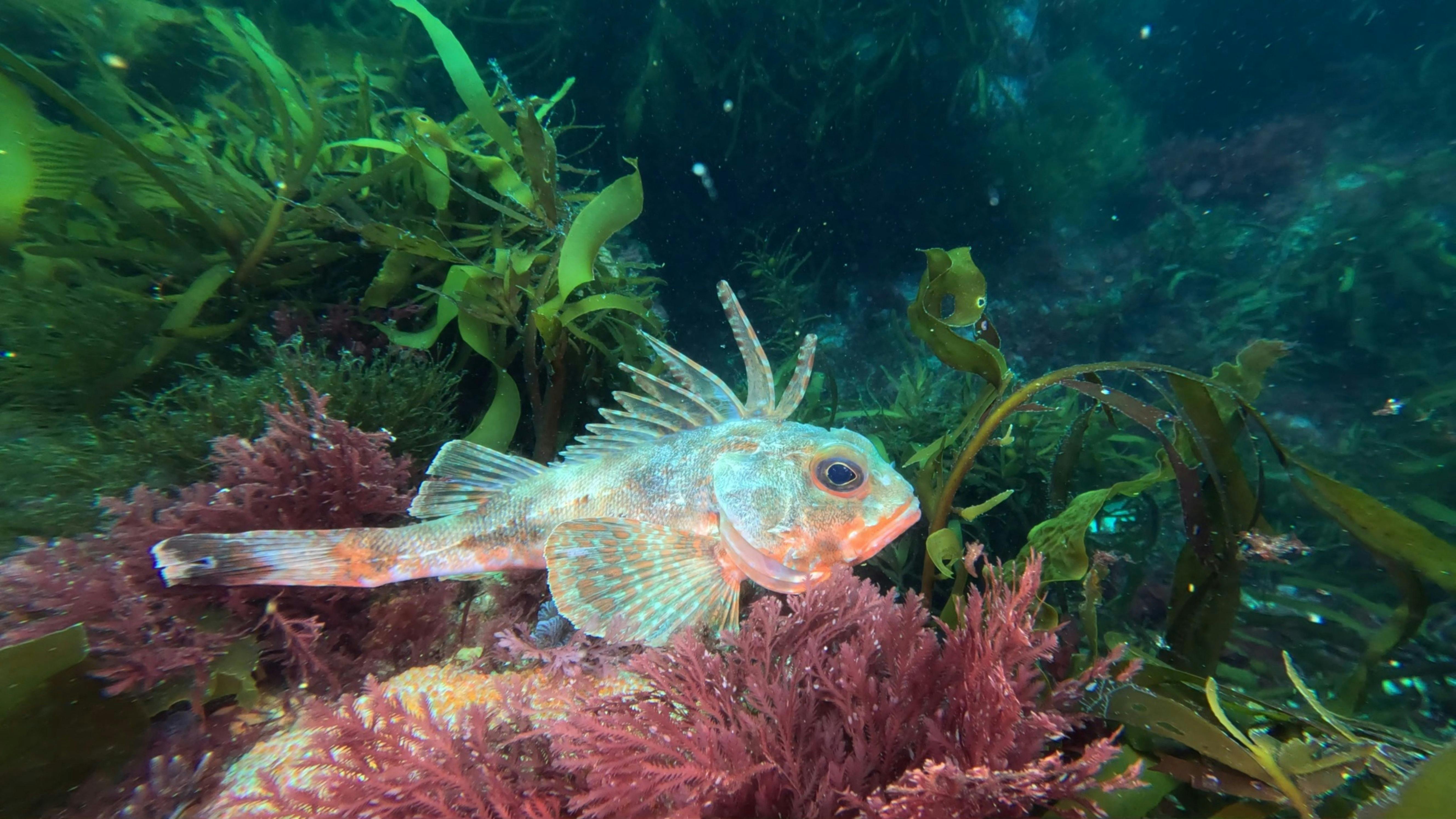 Spiny Gurnard