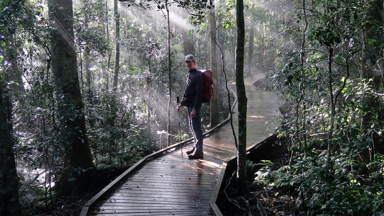 Booyong Walk Oreillys Rainforest Retreat