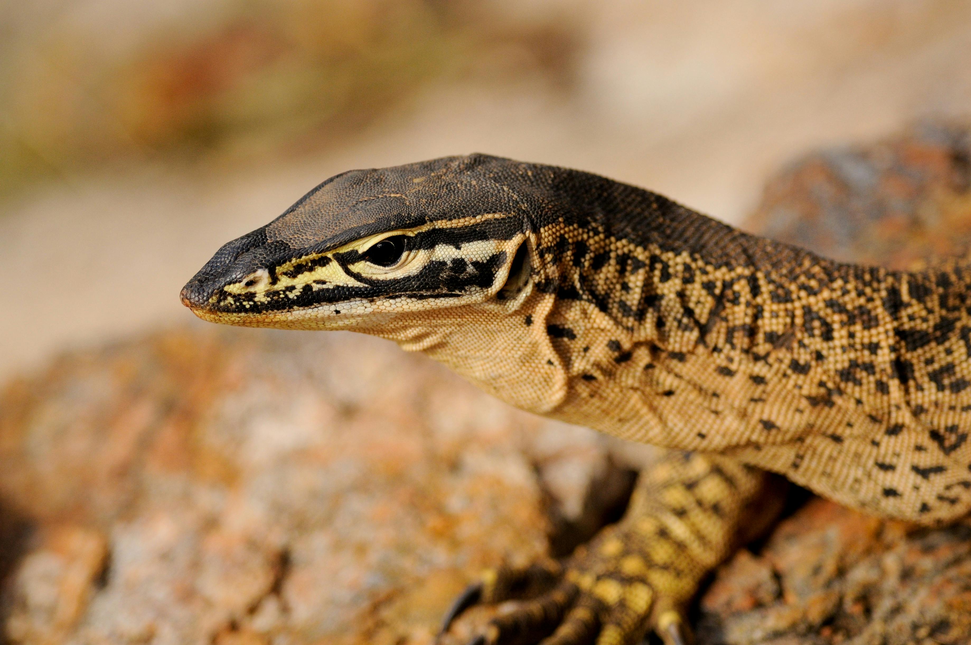 Coates Wildlife Tours