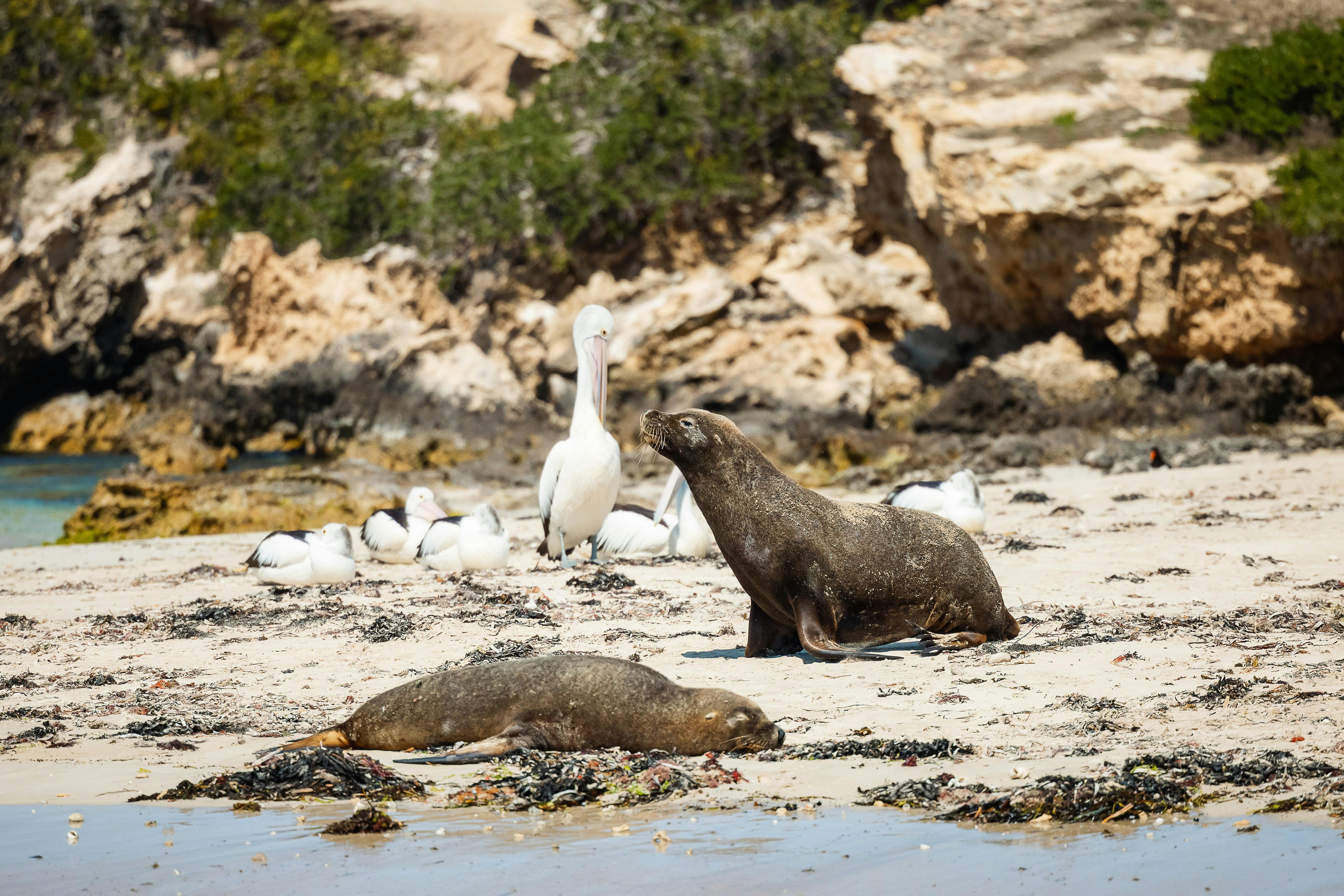 Beach Sea Lion