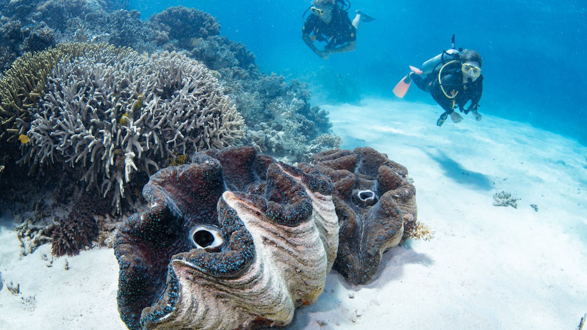 scuba divers and giant clams