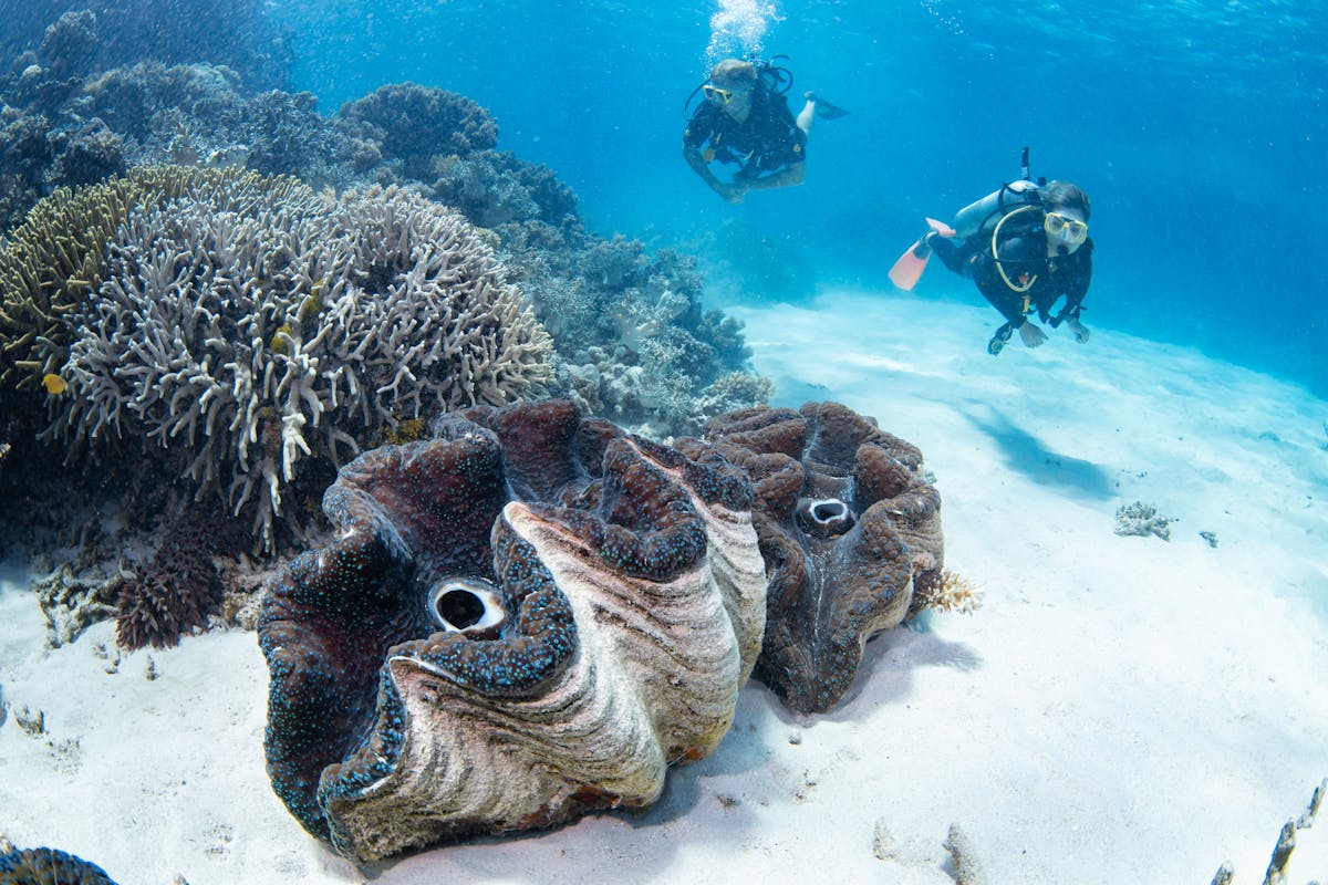 scuba divers and giant clams