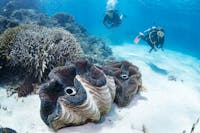 scuba divers and giant clams