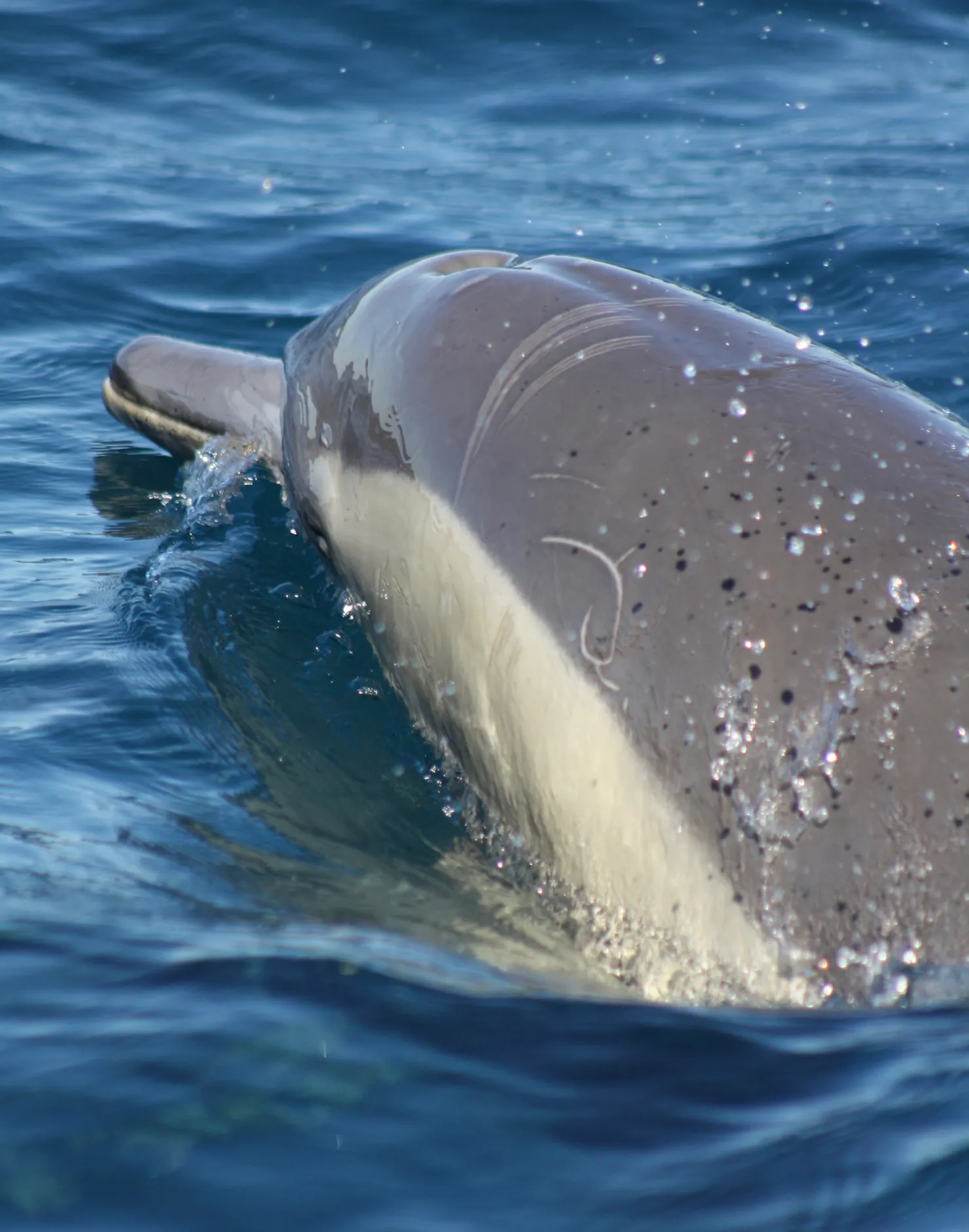 dolphin