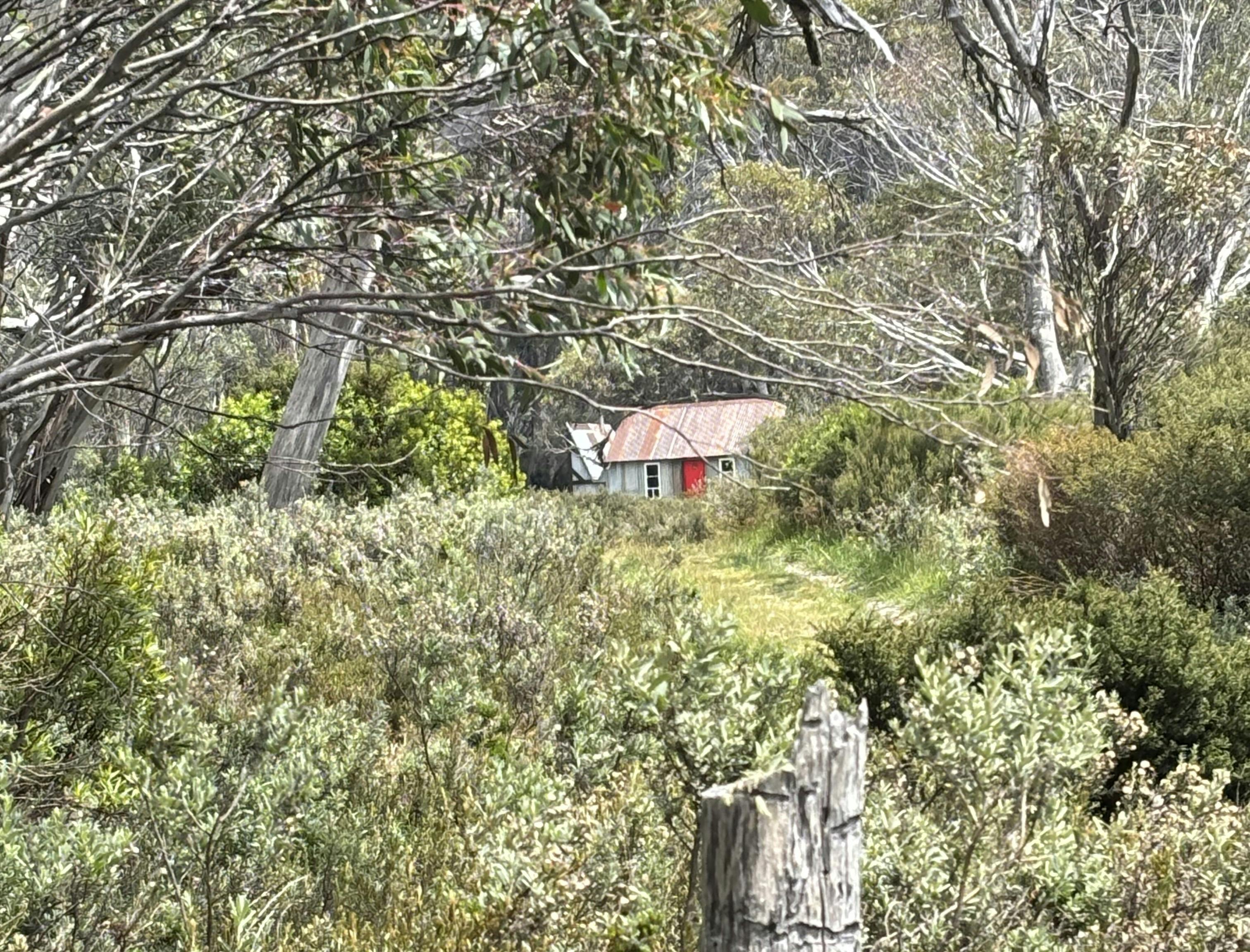 A small galvanized tin hut with a bright red door sitting amongst  snow gums.