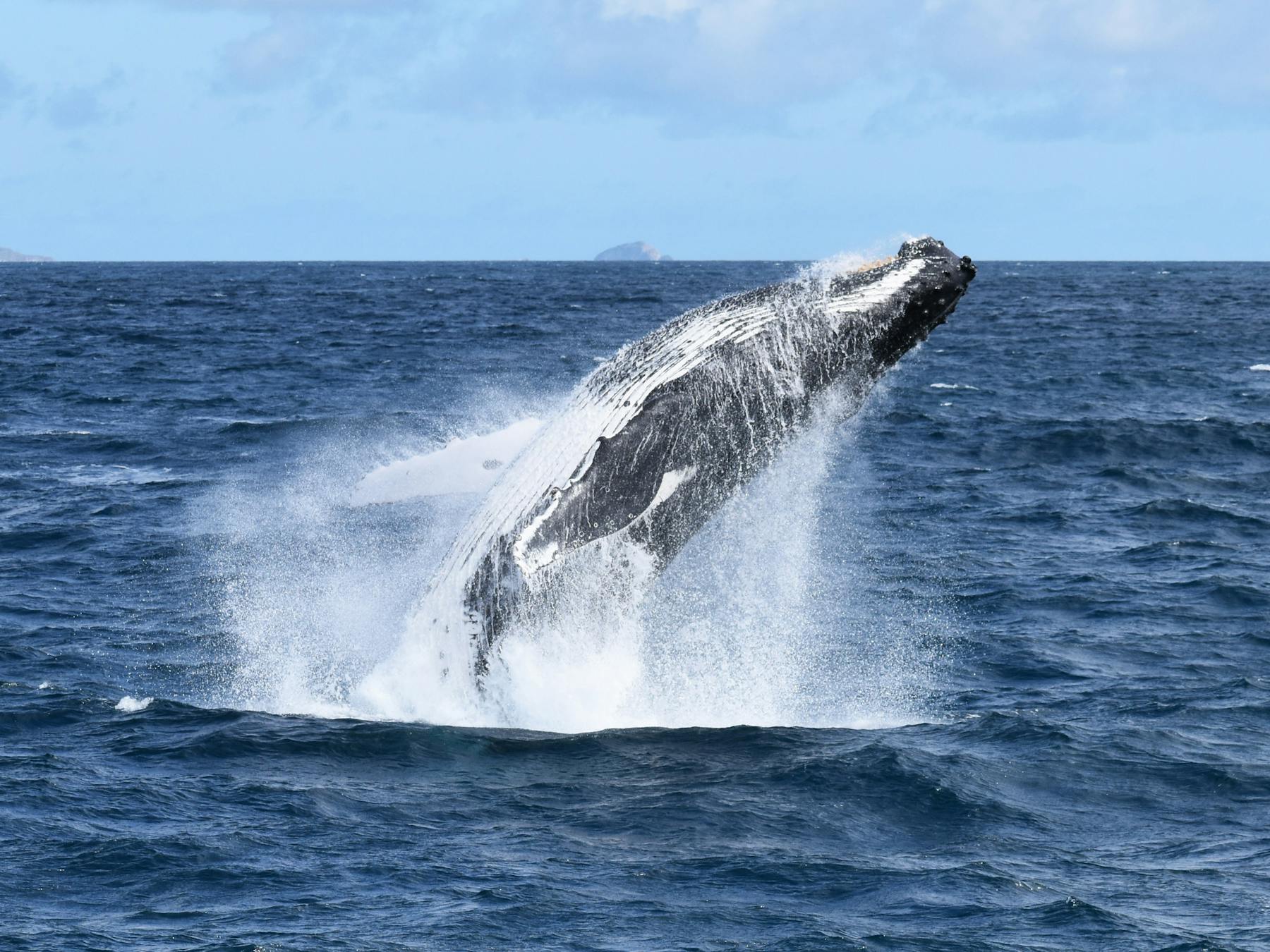 Humpback Whale Breach Wilsons Prom