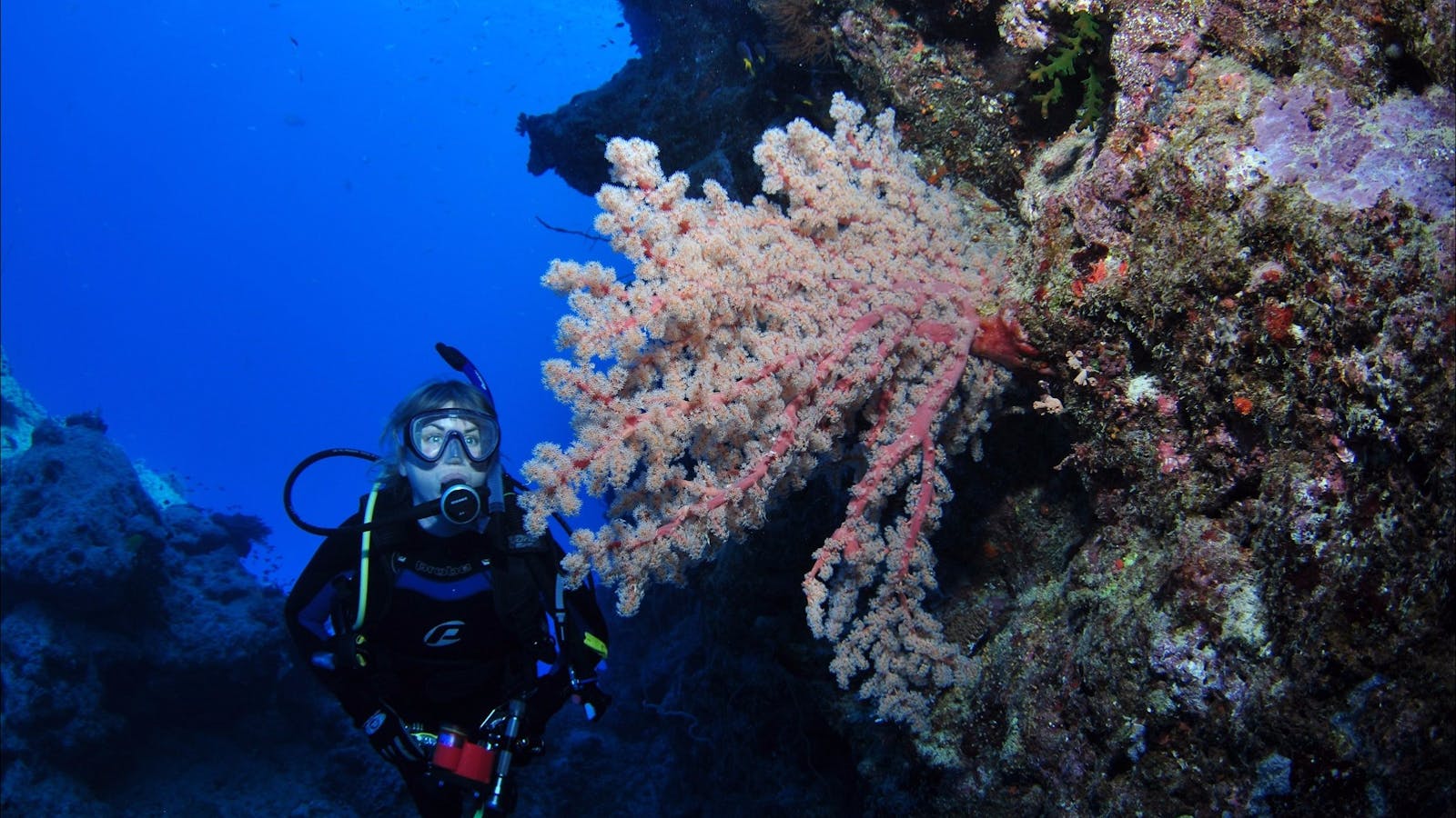 Norman Reef Dive Site