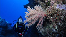 Norman Reef Dive Site