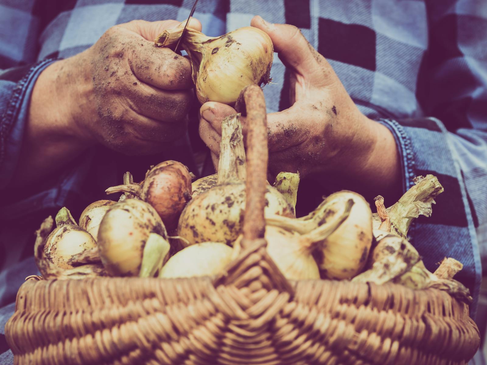 Image for Grafton Farmers Market