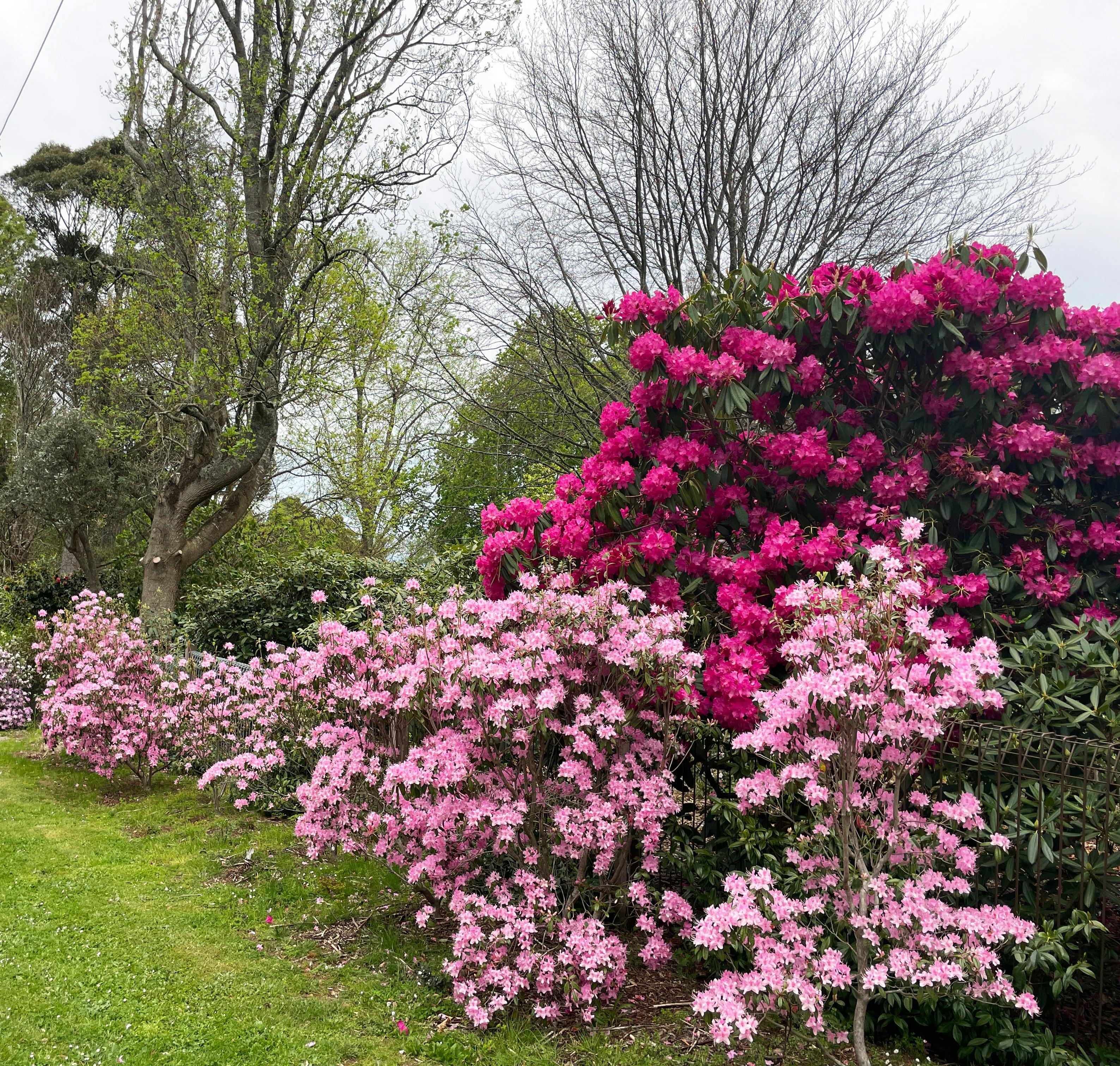 Open Gardens Victoria - Crome Garden, nature strip in full flower