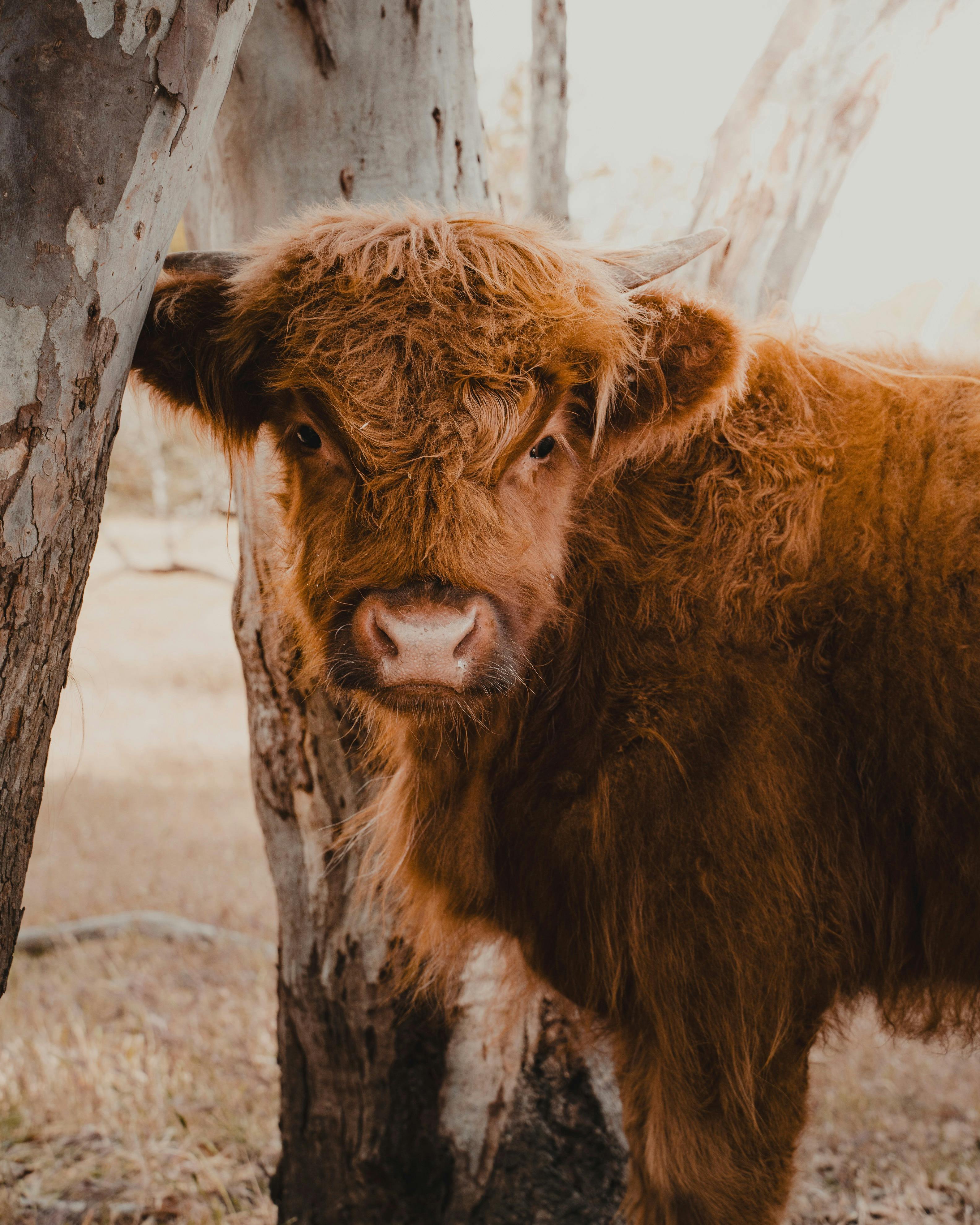 Solstice KI VIP Highland Cow Encounters