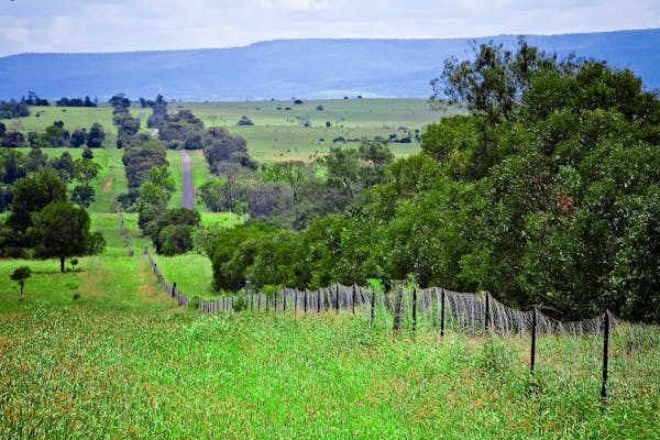 Wild Dog (Dingo) Barrier Fence