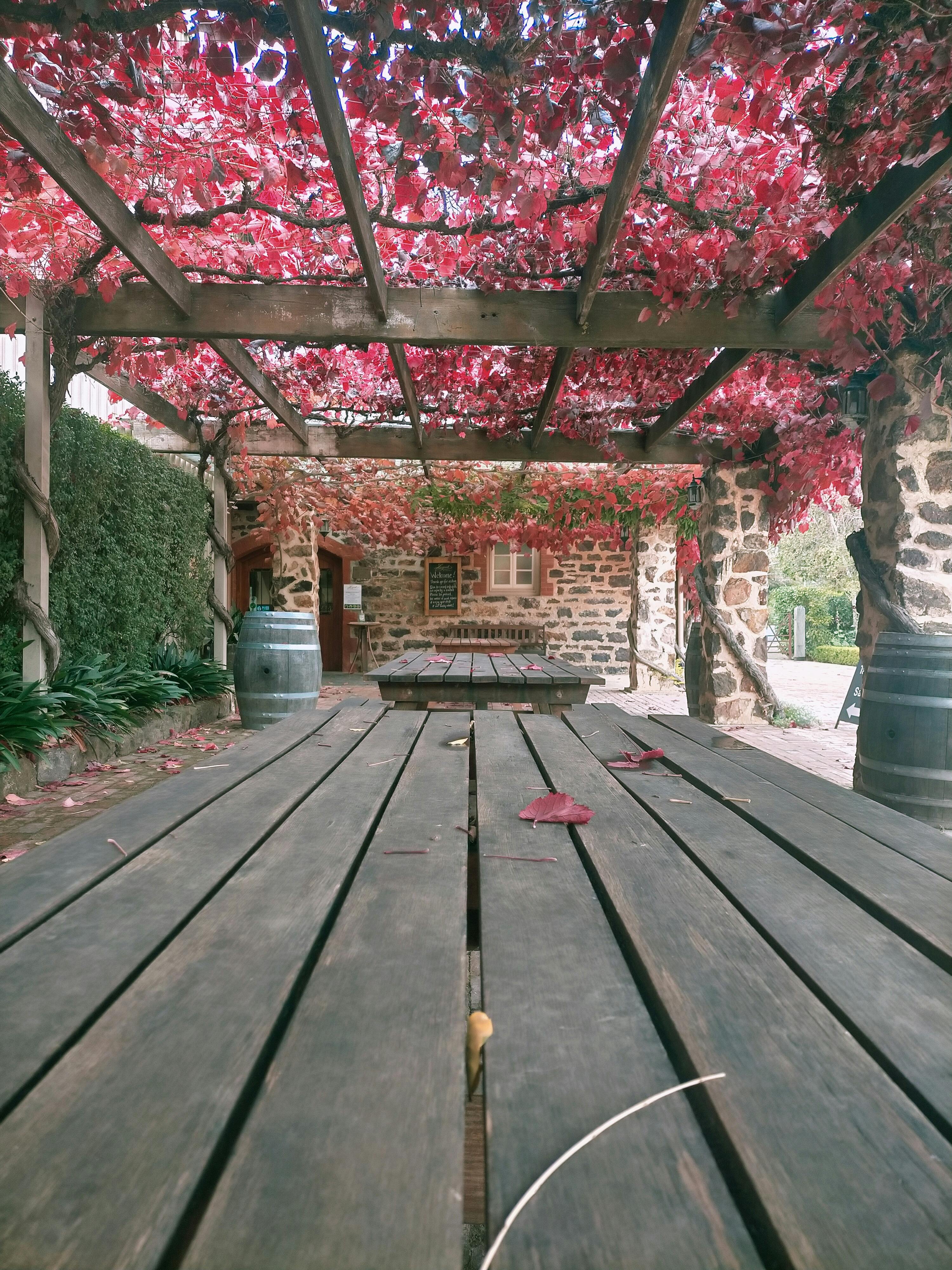 Tasting wines in the outdoors with a beautiful view of the vines