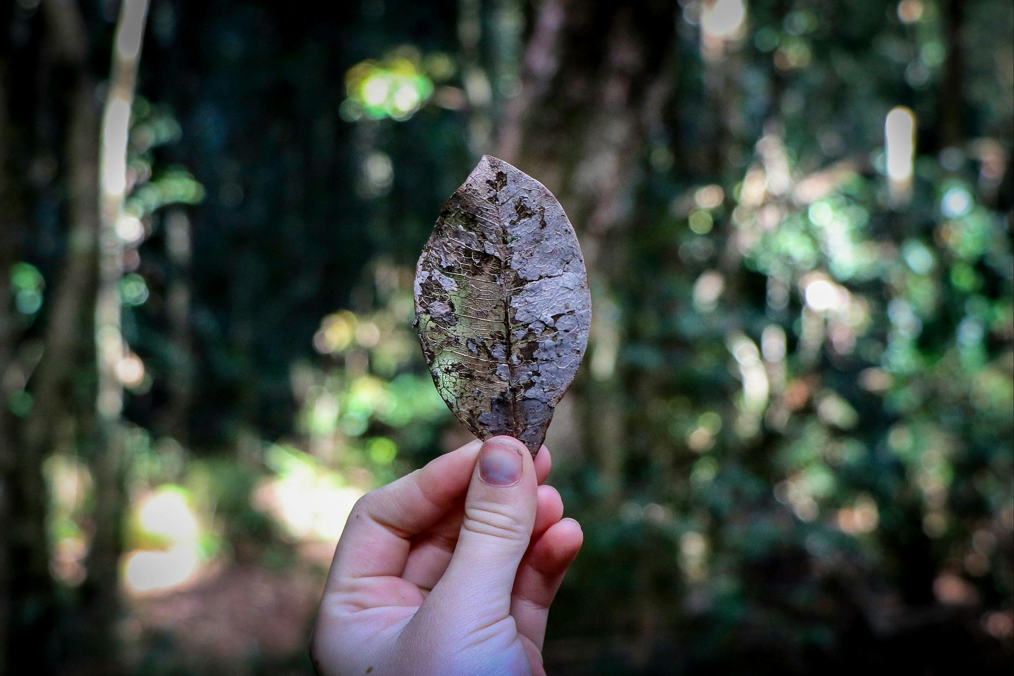 Treasure on the Allyn River Rainforest Walk