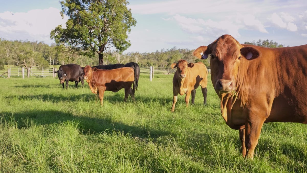 cows