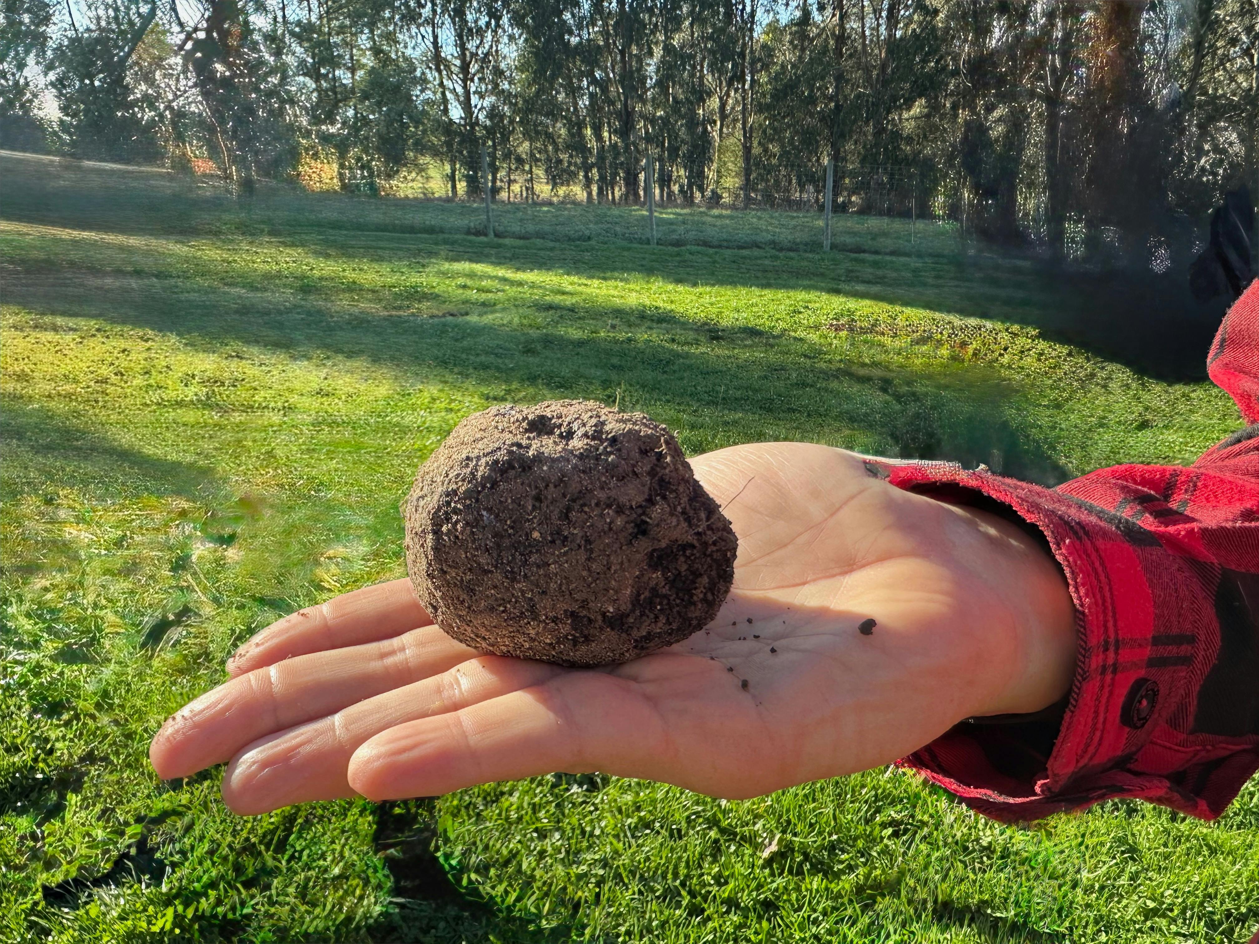 Truffle on hand with orchard in background