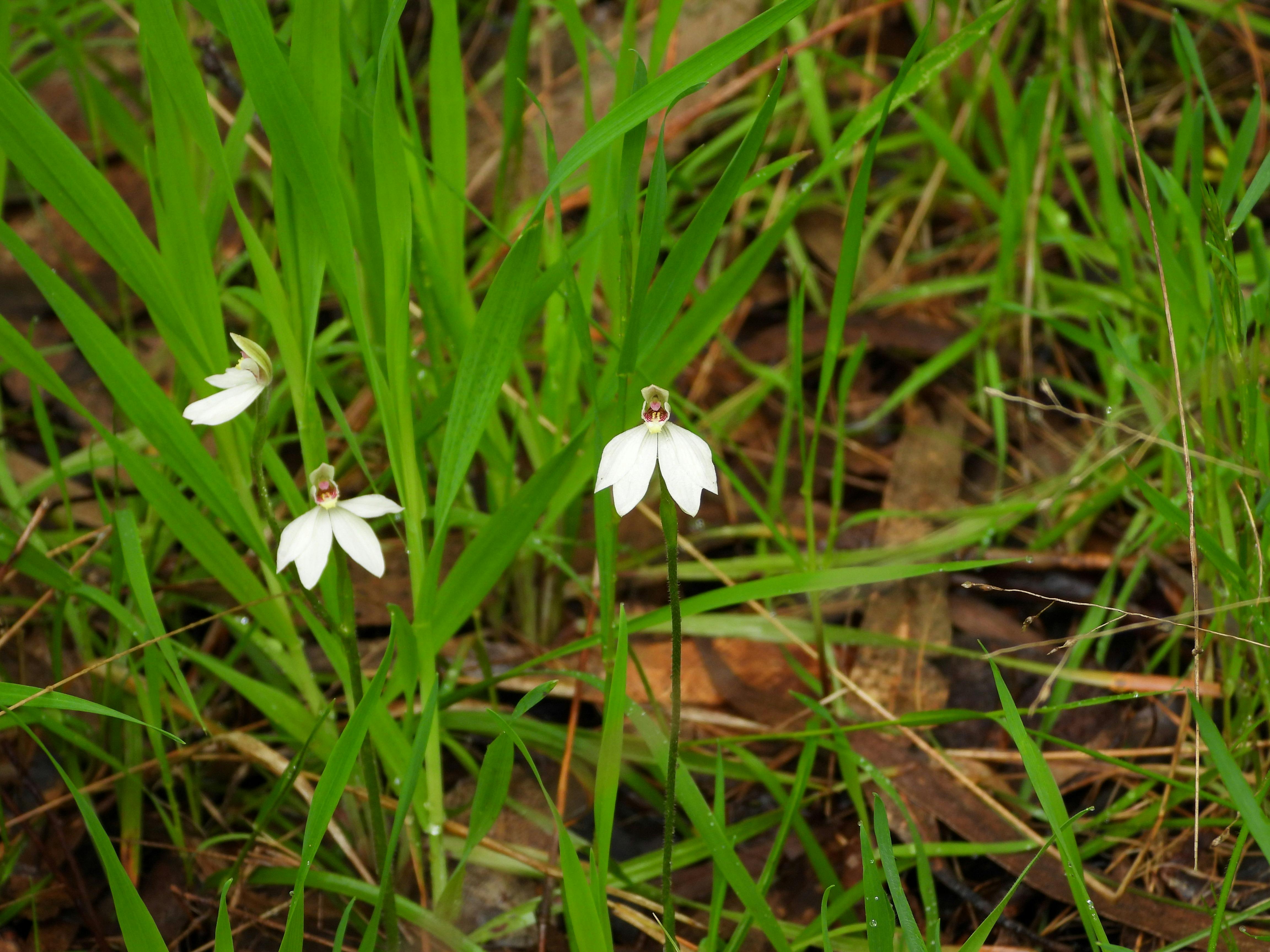 An example of one of the many wildflowers found at Stringybark Reserve