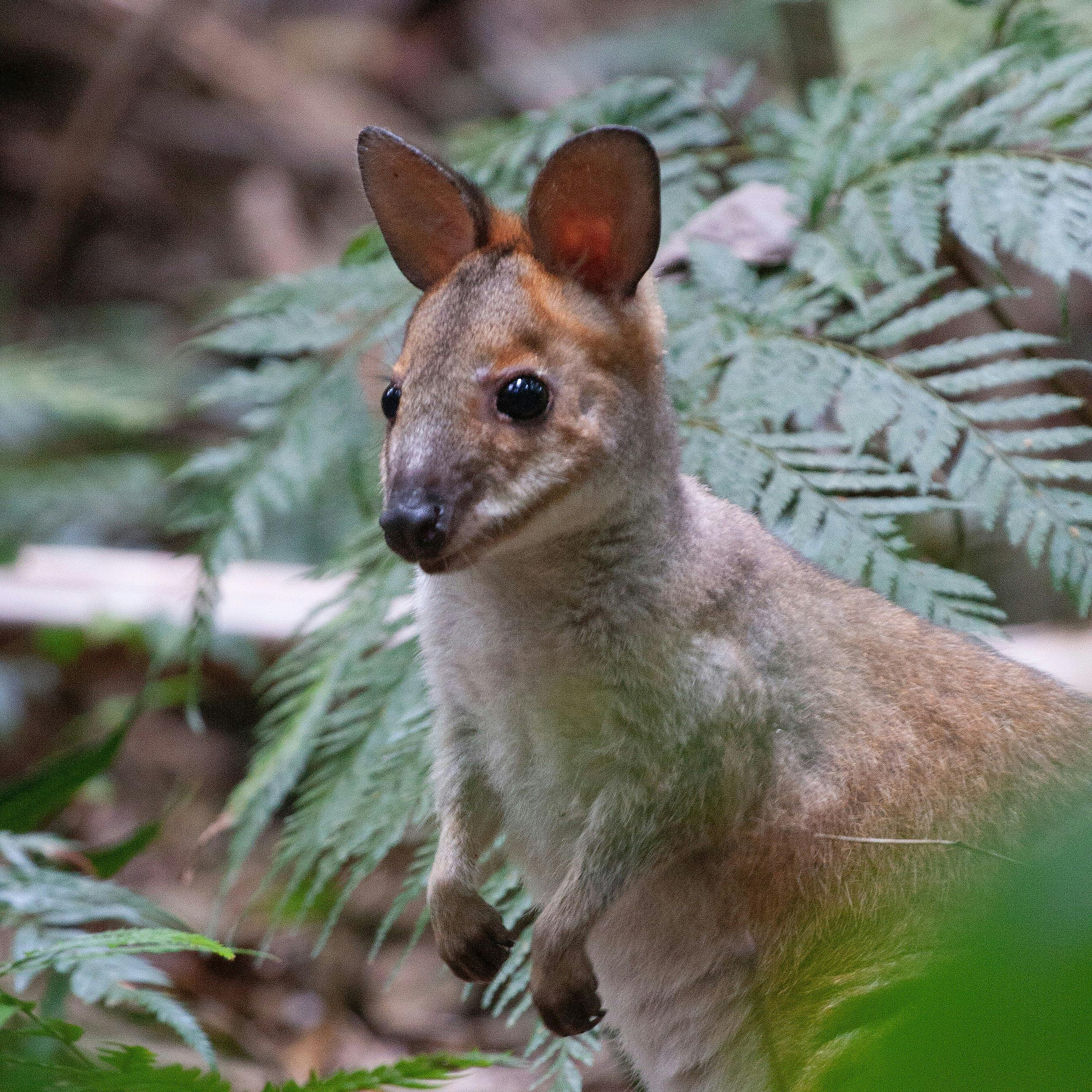 Maiala Rainforest Tour