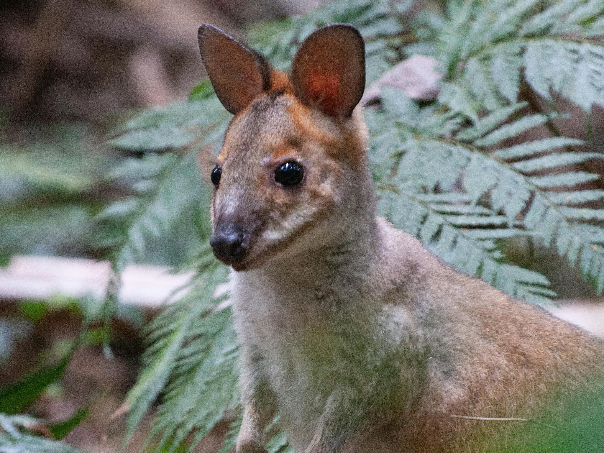 The very cute Pademelon can be found on the rainforest track on the Maiala Rainforest Tour The very cute Pademelon can be found on the rainforest track on the Maiala Rainforest Tour