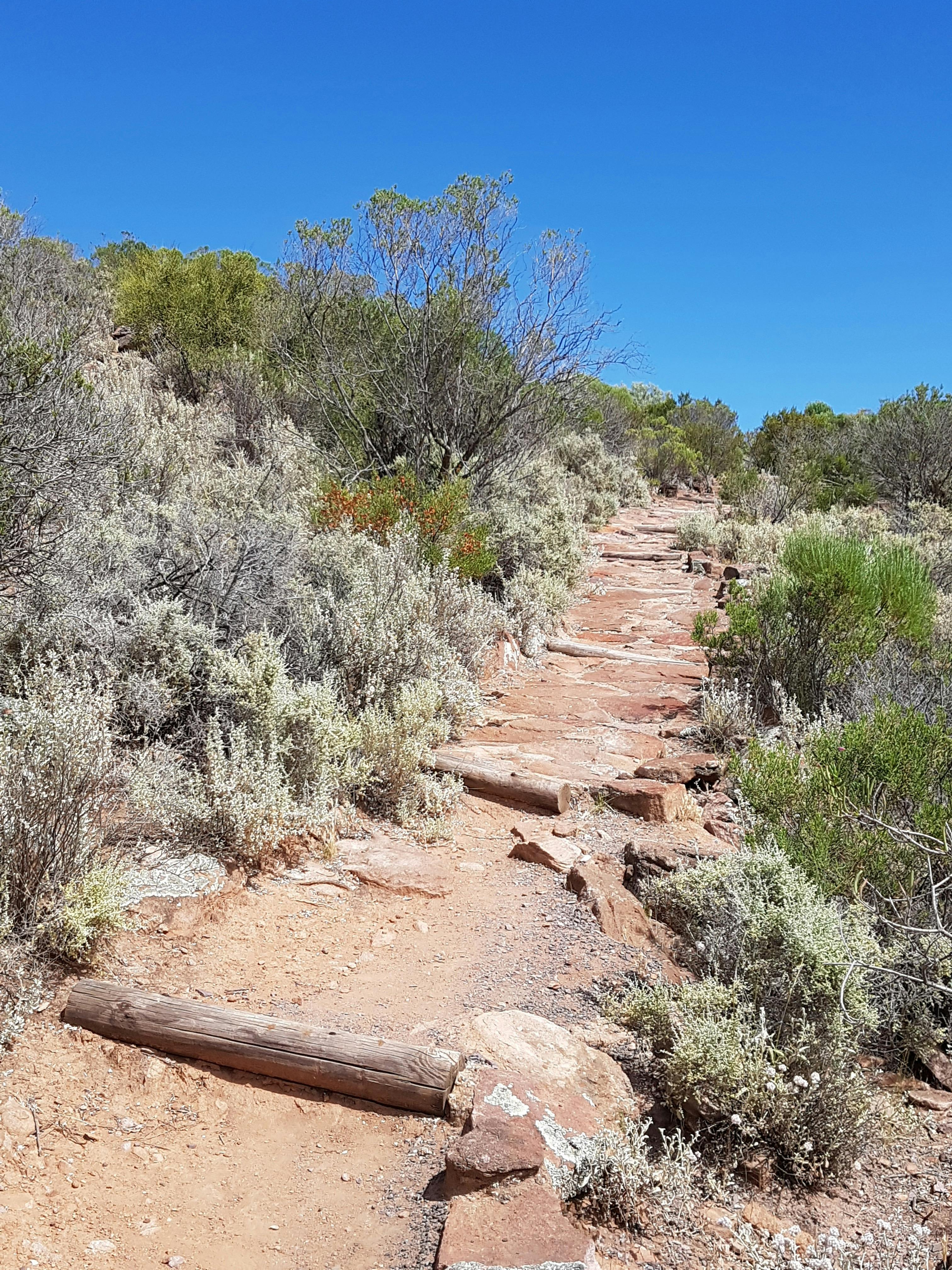 Wild Dog Hill Trail
