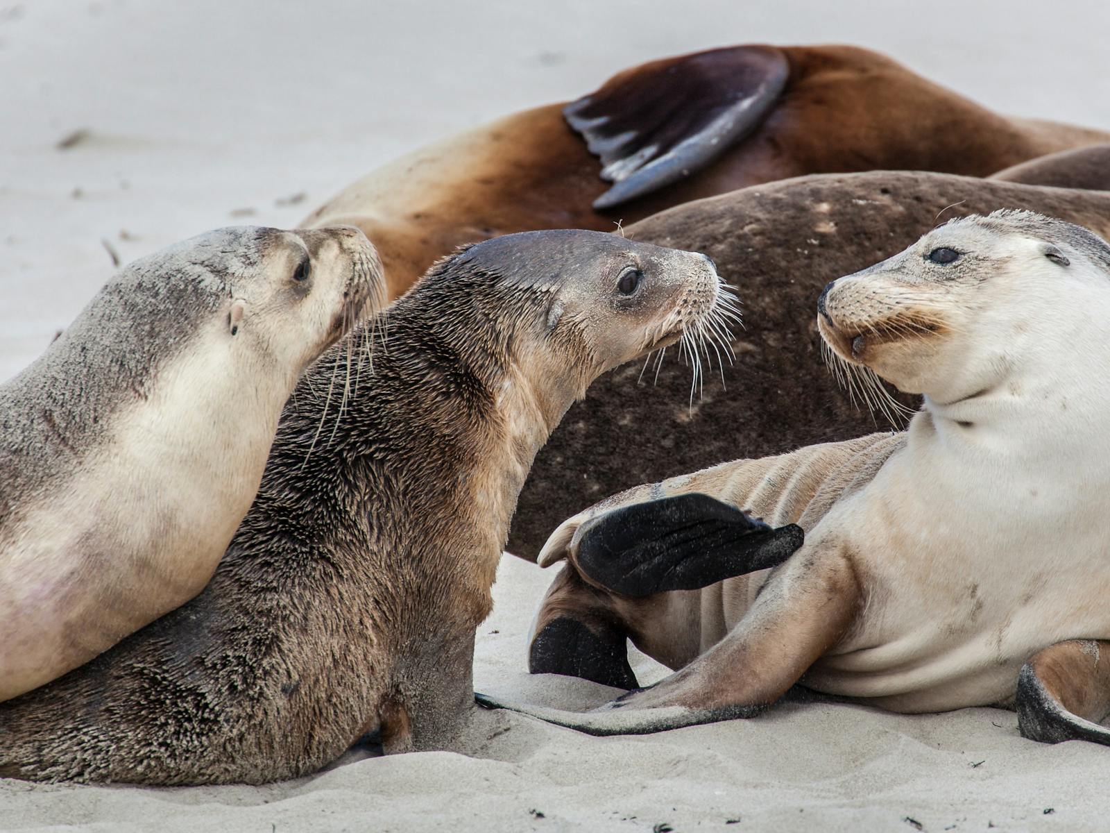 Seals
