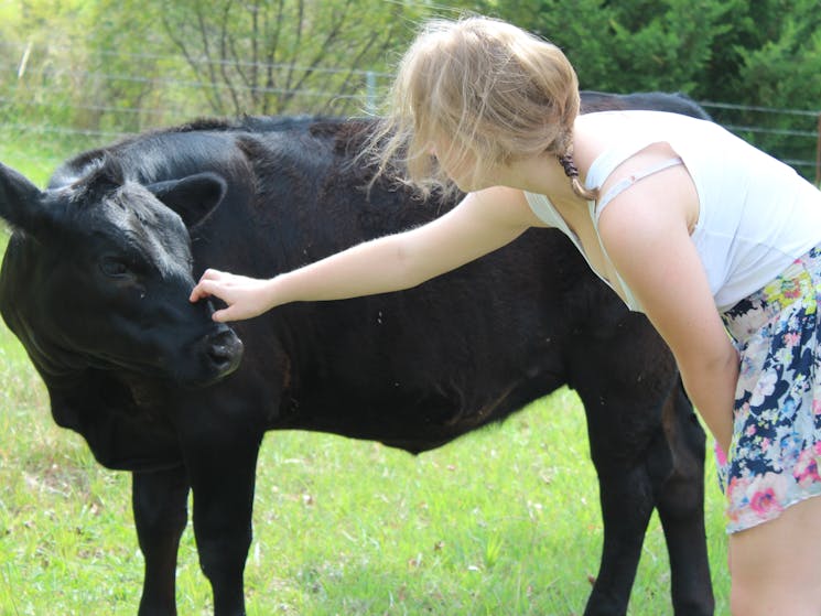 Patting one of the friendly cows at elm Cottage