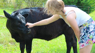 Patting one of the friendly cows at elm Cottage