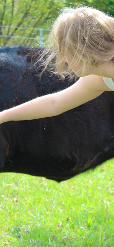 Patting one of the friendly cows at elm Cottage