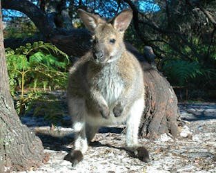 ECO Safaris Queensland