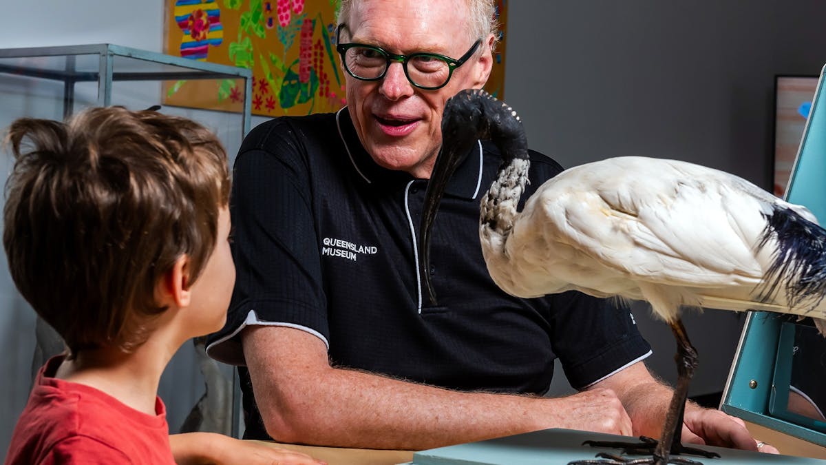 A child talking with an employee whilst looking at a taxidermised Ibis.