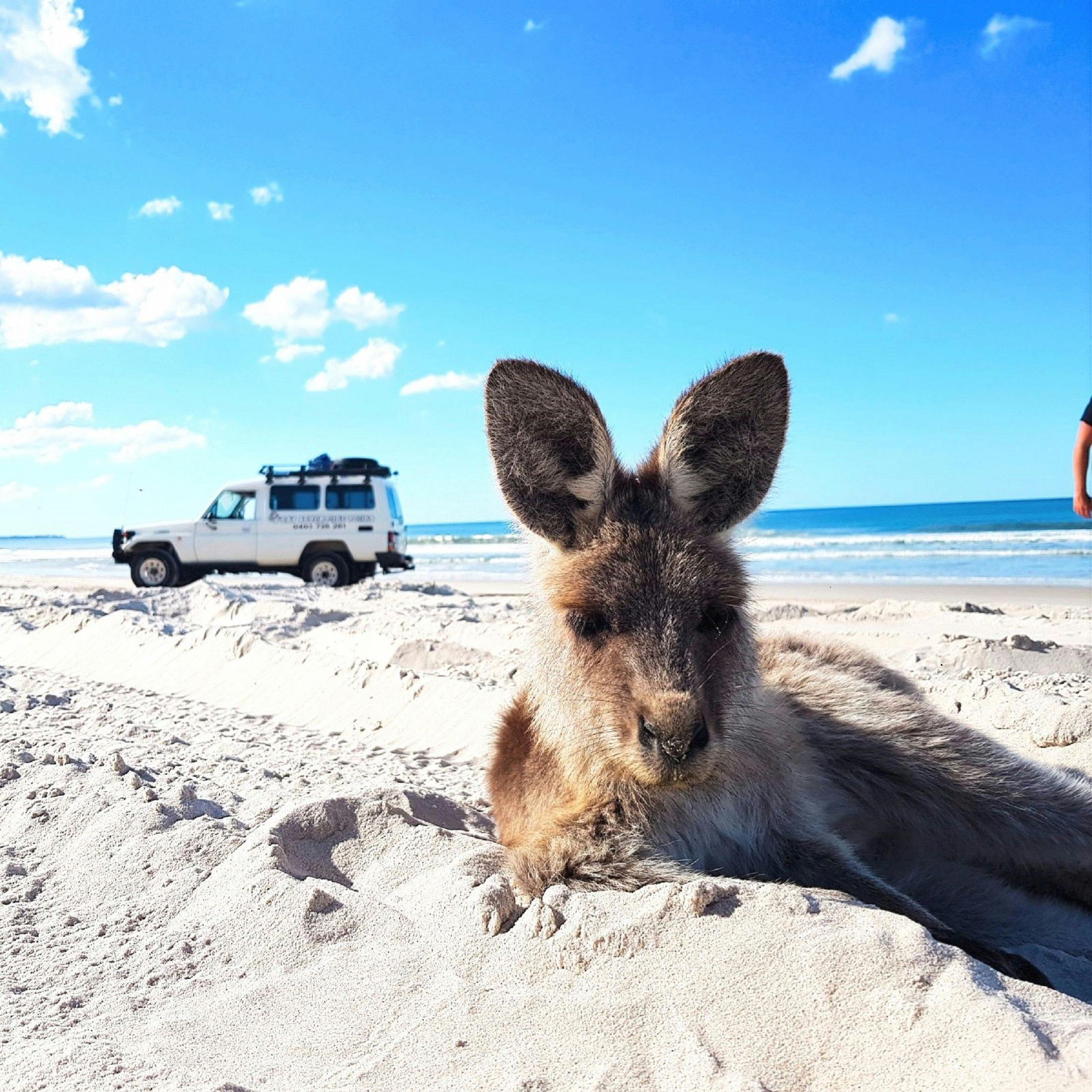 beach kangaroo