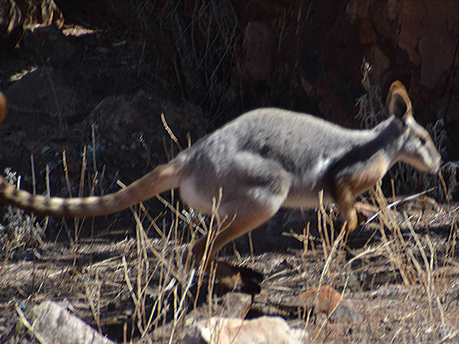 YELLOW FOOTED ROCK WALLABY
