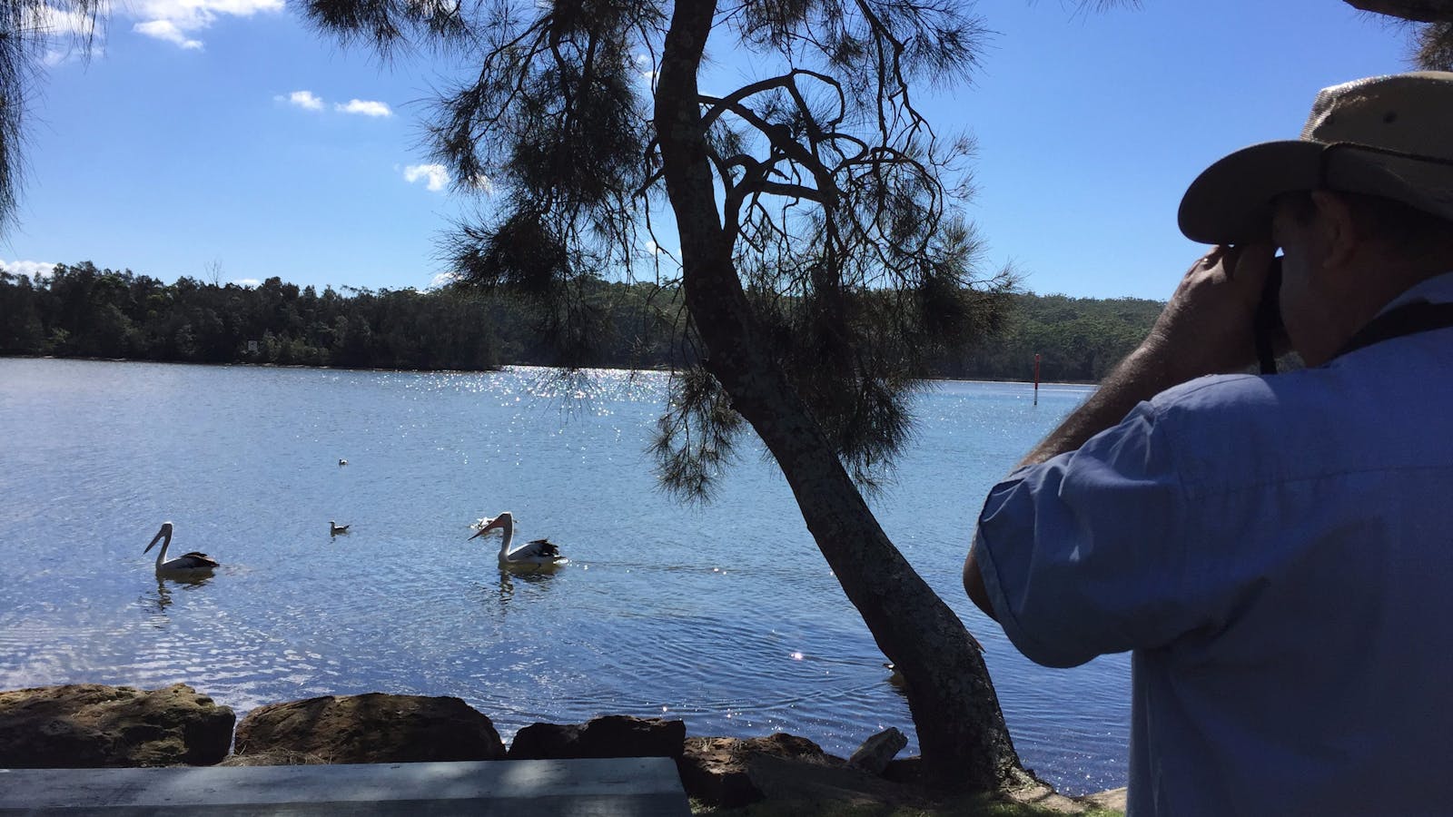 Pelican shots are always popular with photographers on Conjola tours!