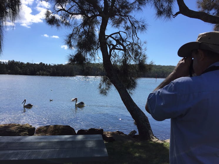 Pelicans on Lake Conjola are popular subjects for photographers on our tours.