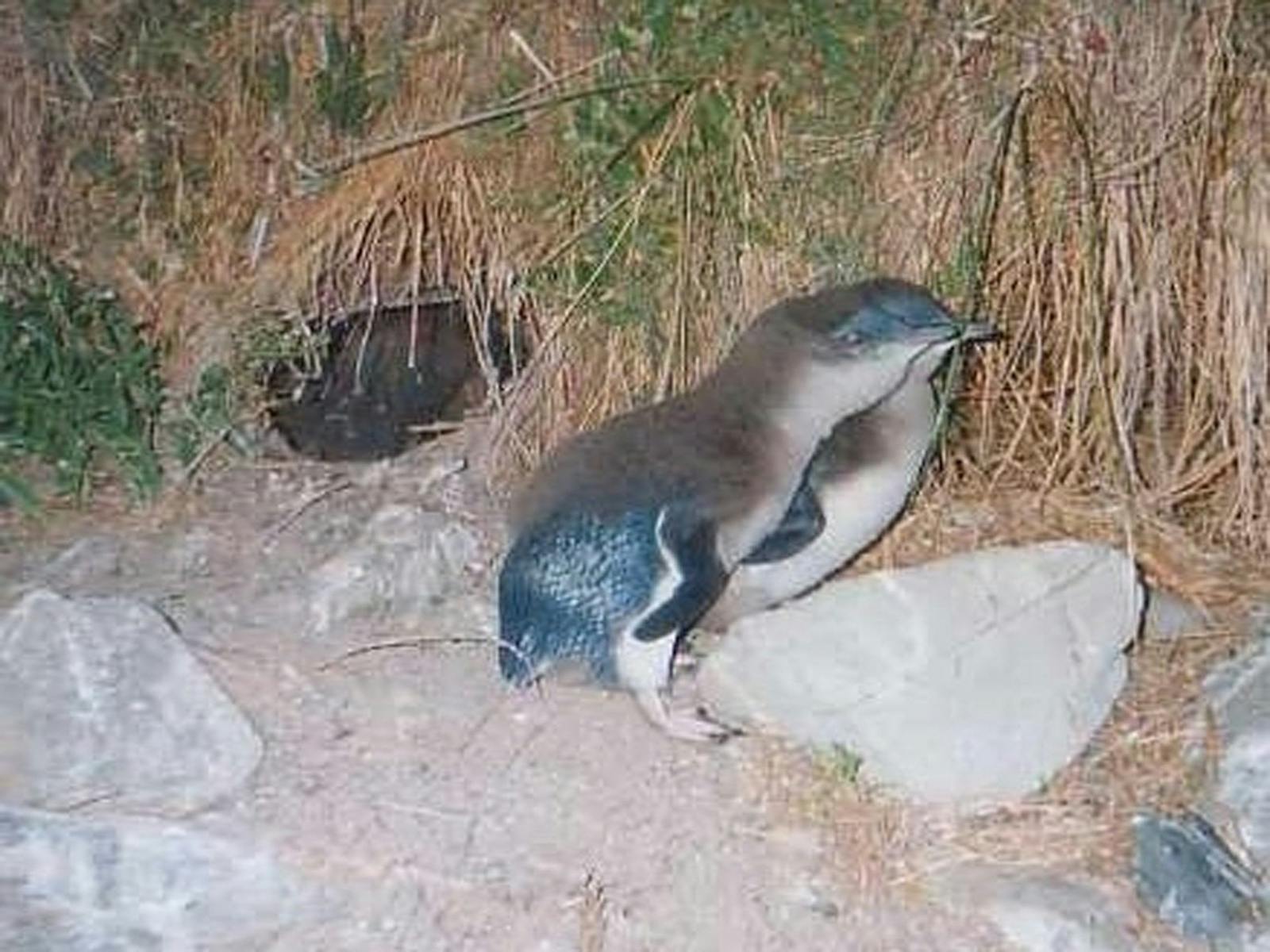 Little Penguin chicks outside burrow