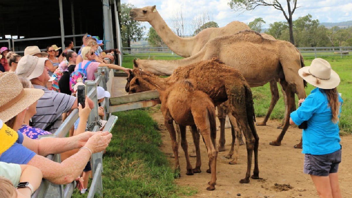 Summer Land Camels