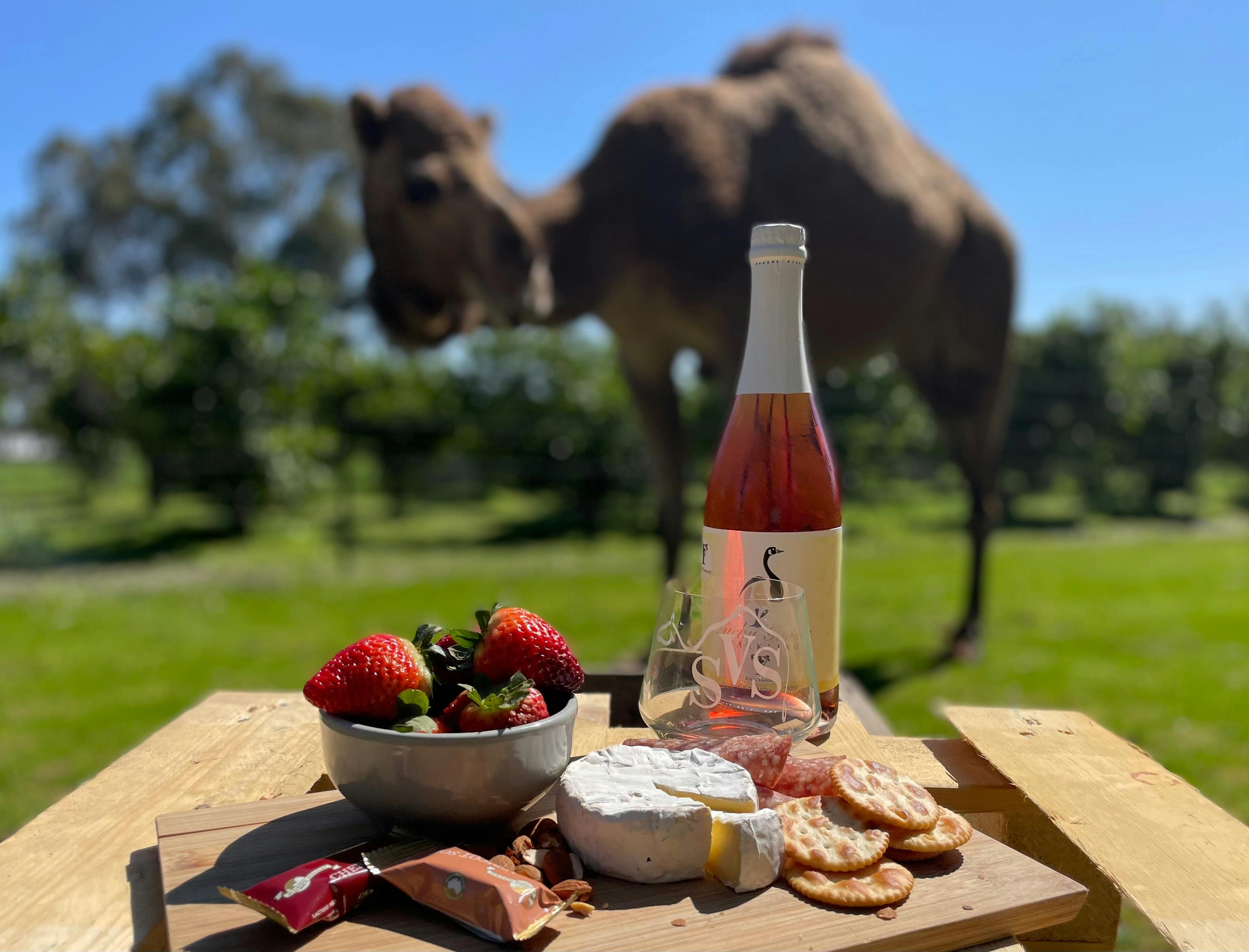 Stretch and Sip with Camels
