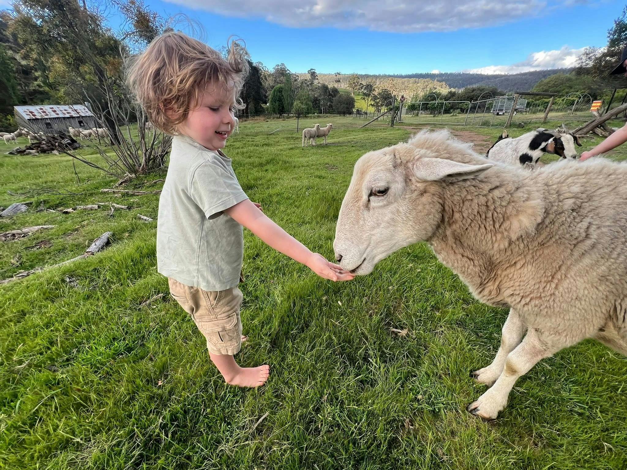 Feed The Sheep