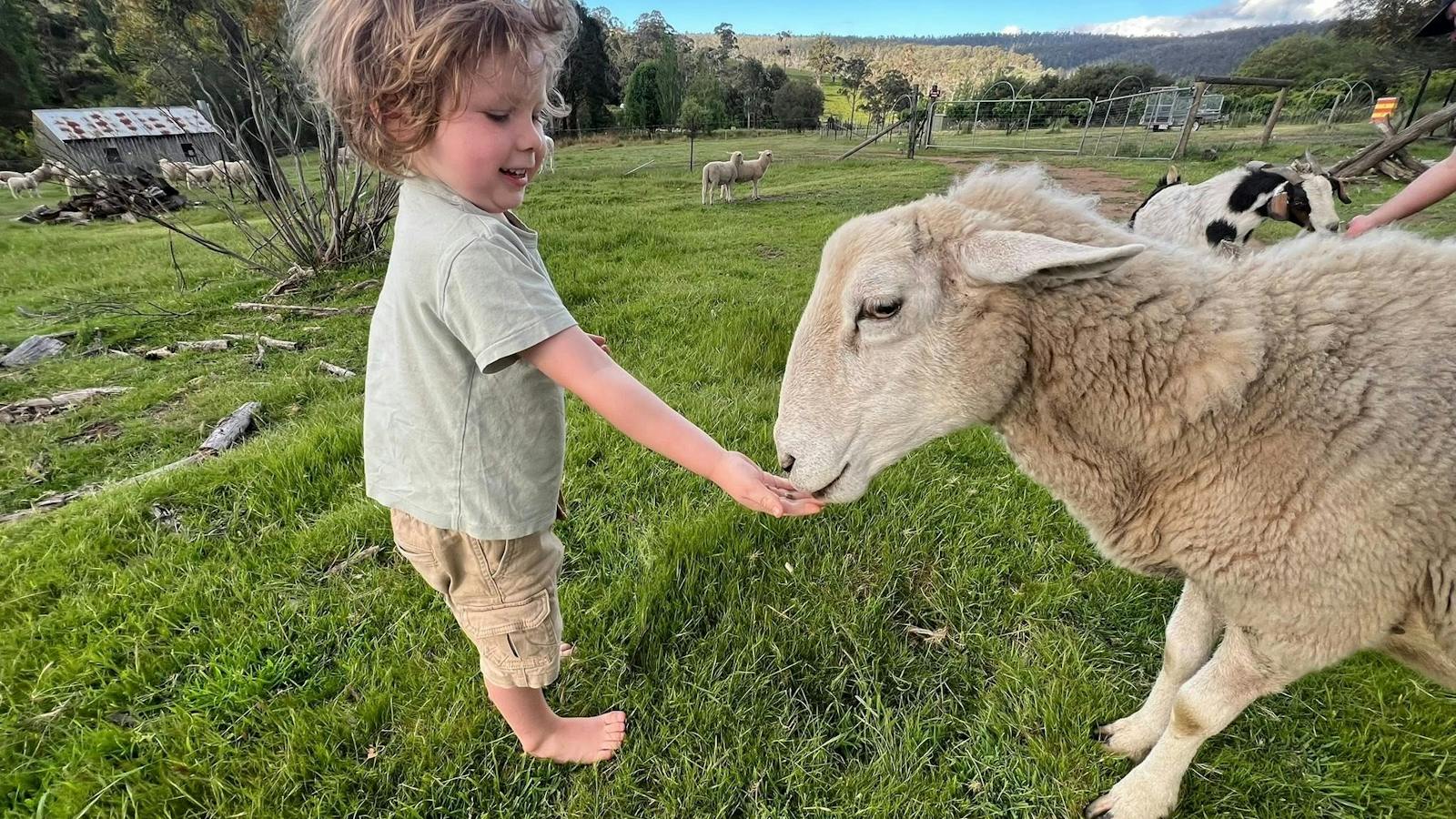 Feed The Sheep