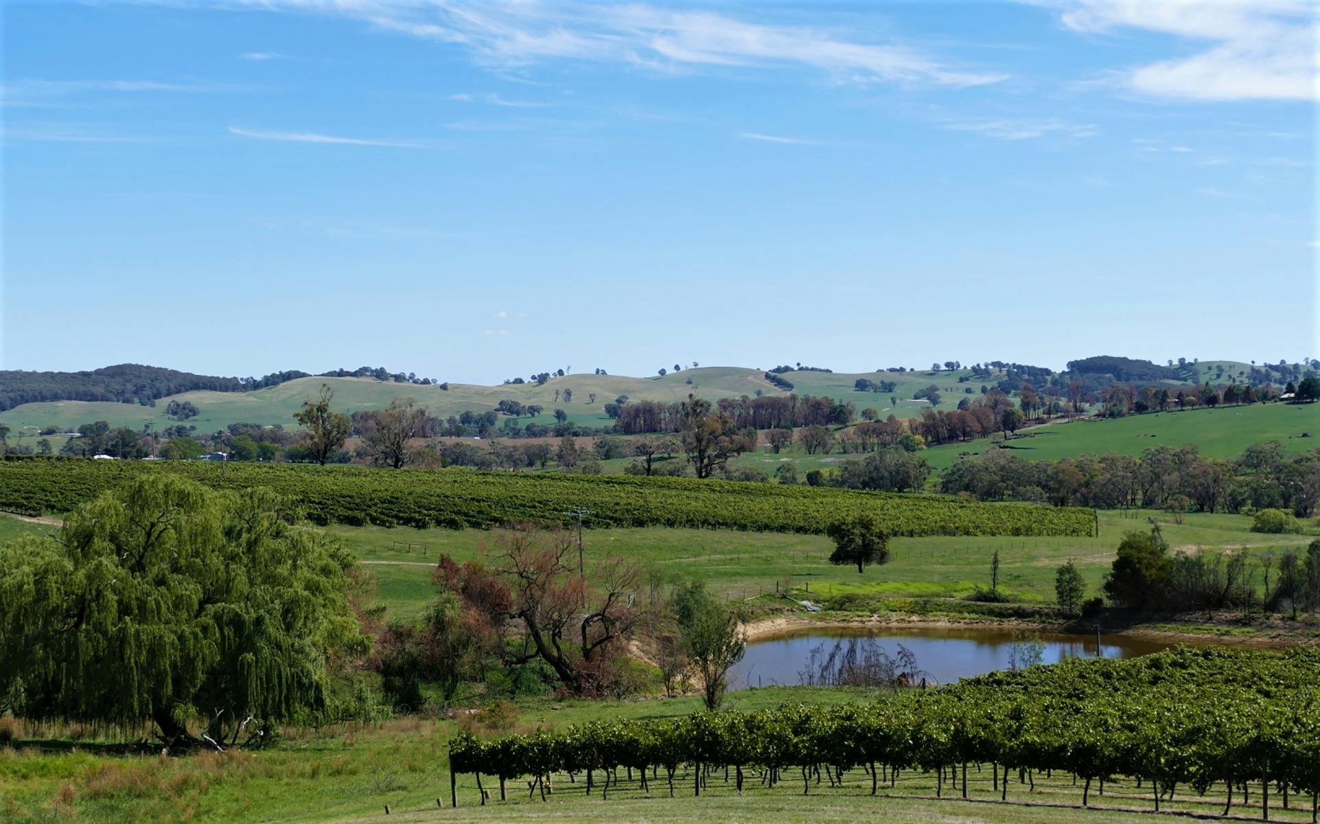 Savor cool climate wines from vineyards of the Tumbarumba Wine Region