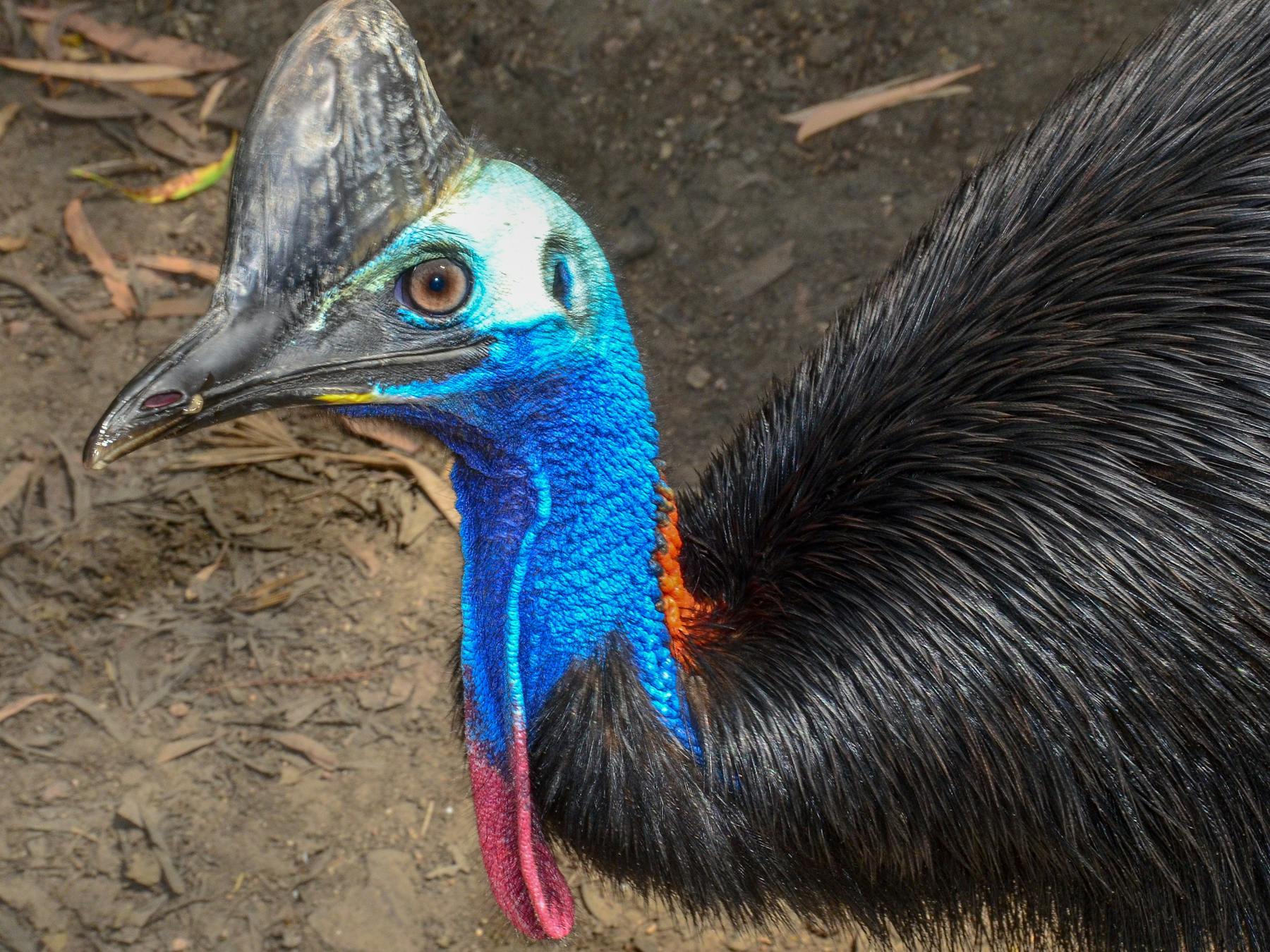 Learn about this keystone rainforest species and hand feed grapes to Hope and Yarrabah