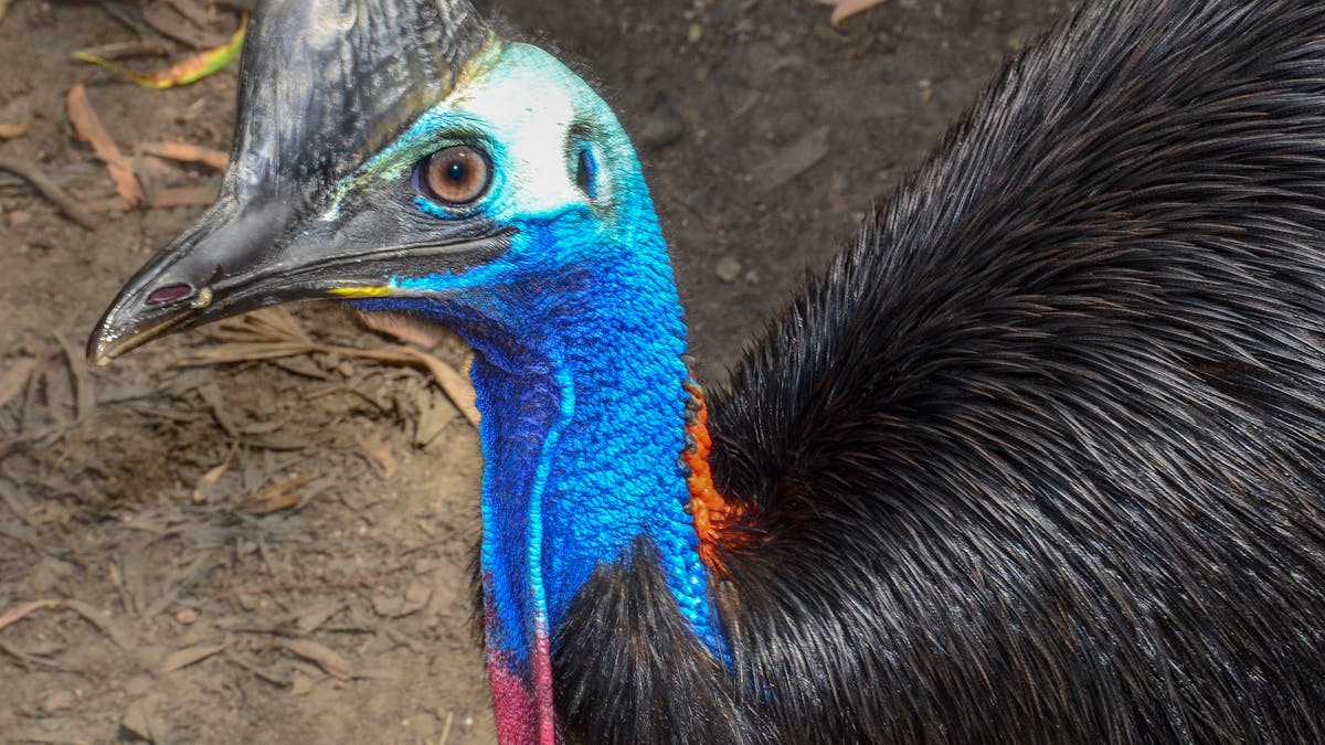 Learn about this keystone rainforest species and hand feed grapes to Hope and Yarrabah