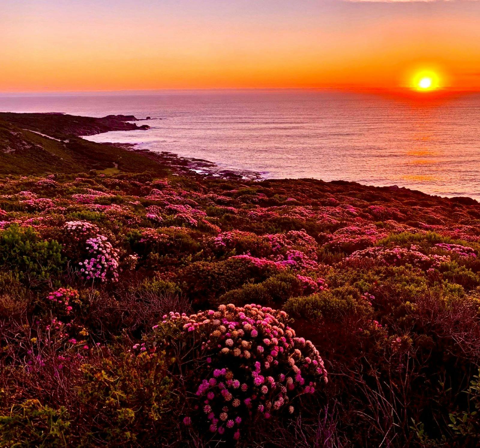 Flowers in sunset