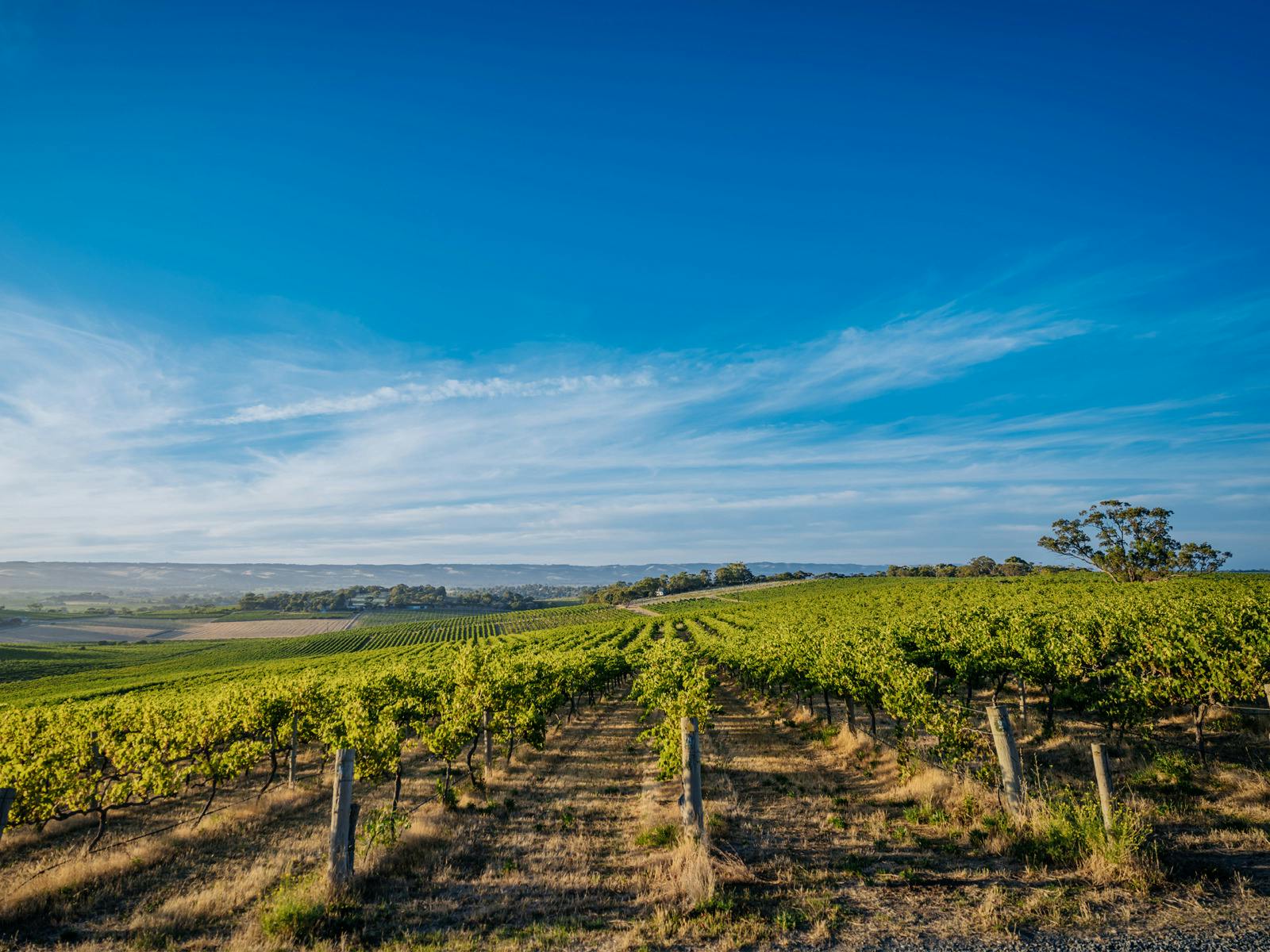 McLaren Vale Trail