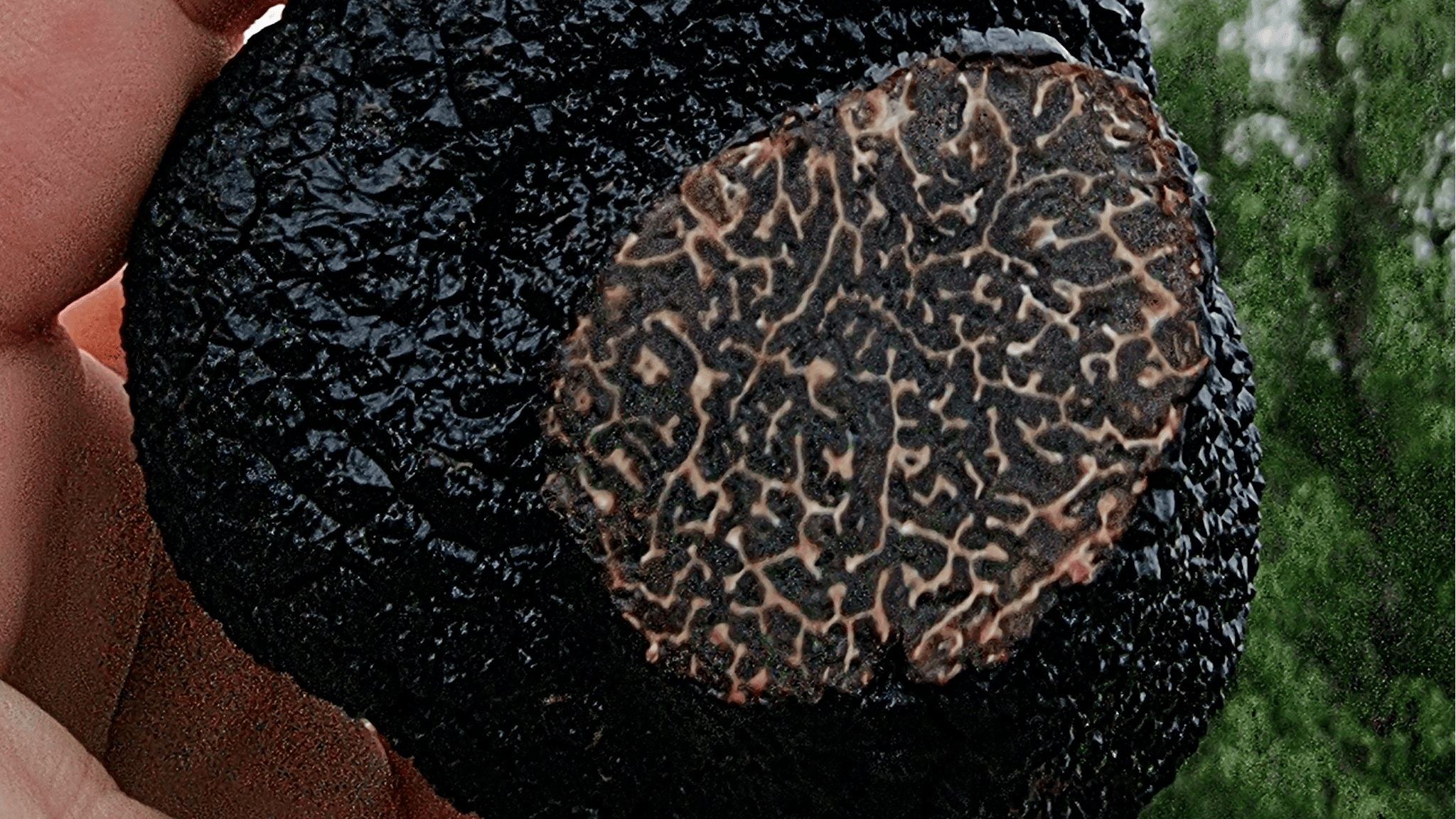 truffle truffle